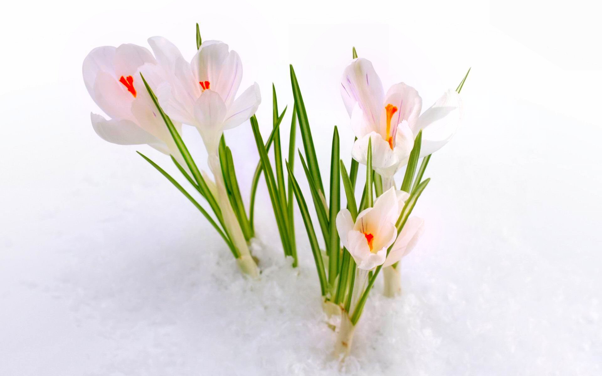 Crocus Flower Nature Snow Spring White 1920x1200
