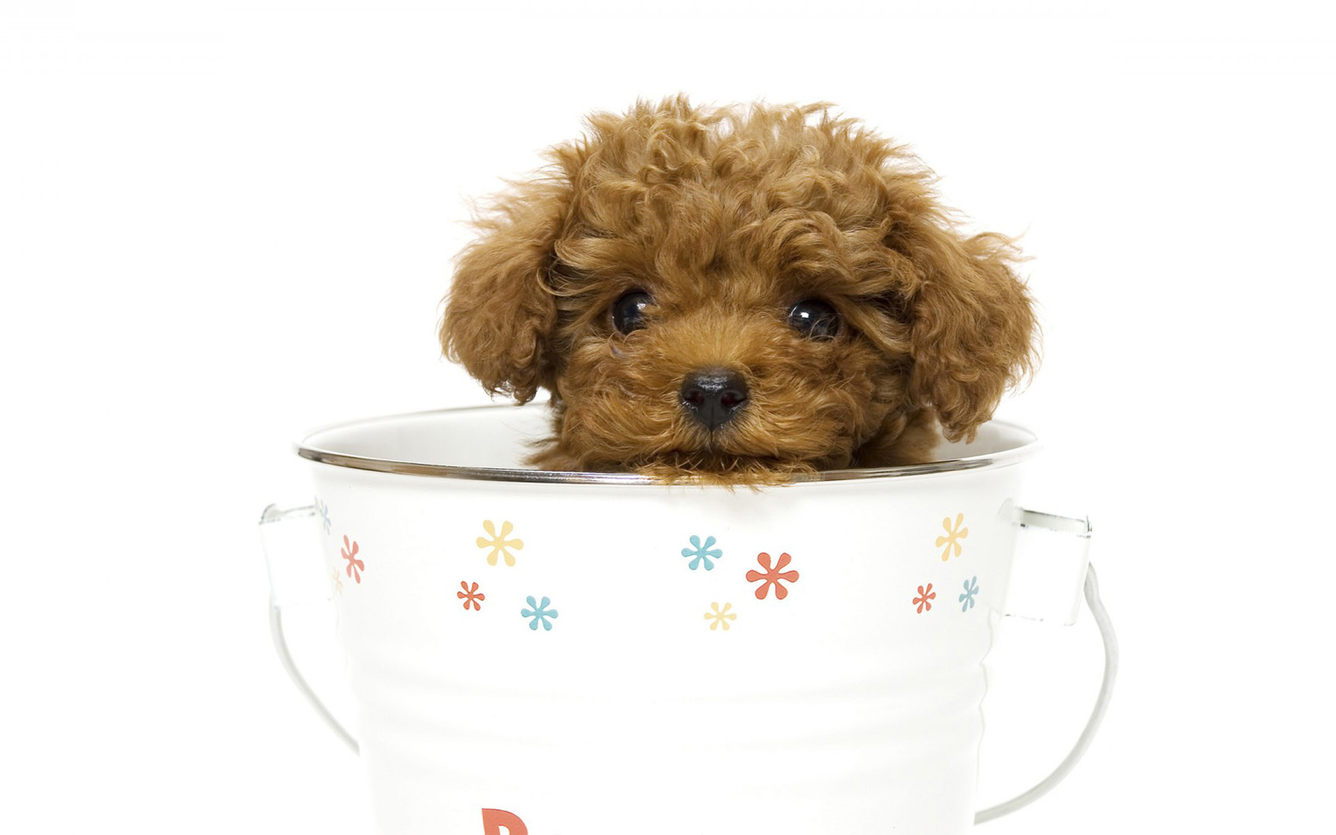Animal Cute Dog Poodle Puppy Tea Cup 1920x1200