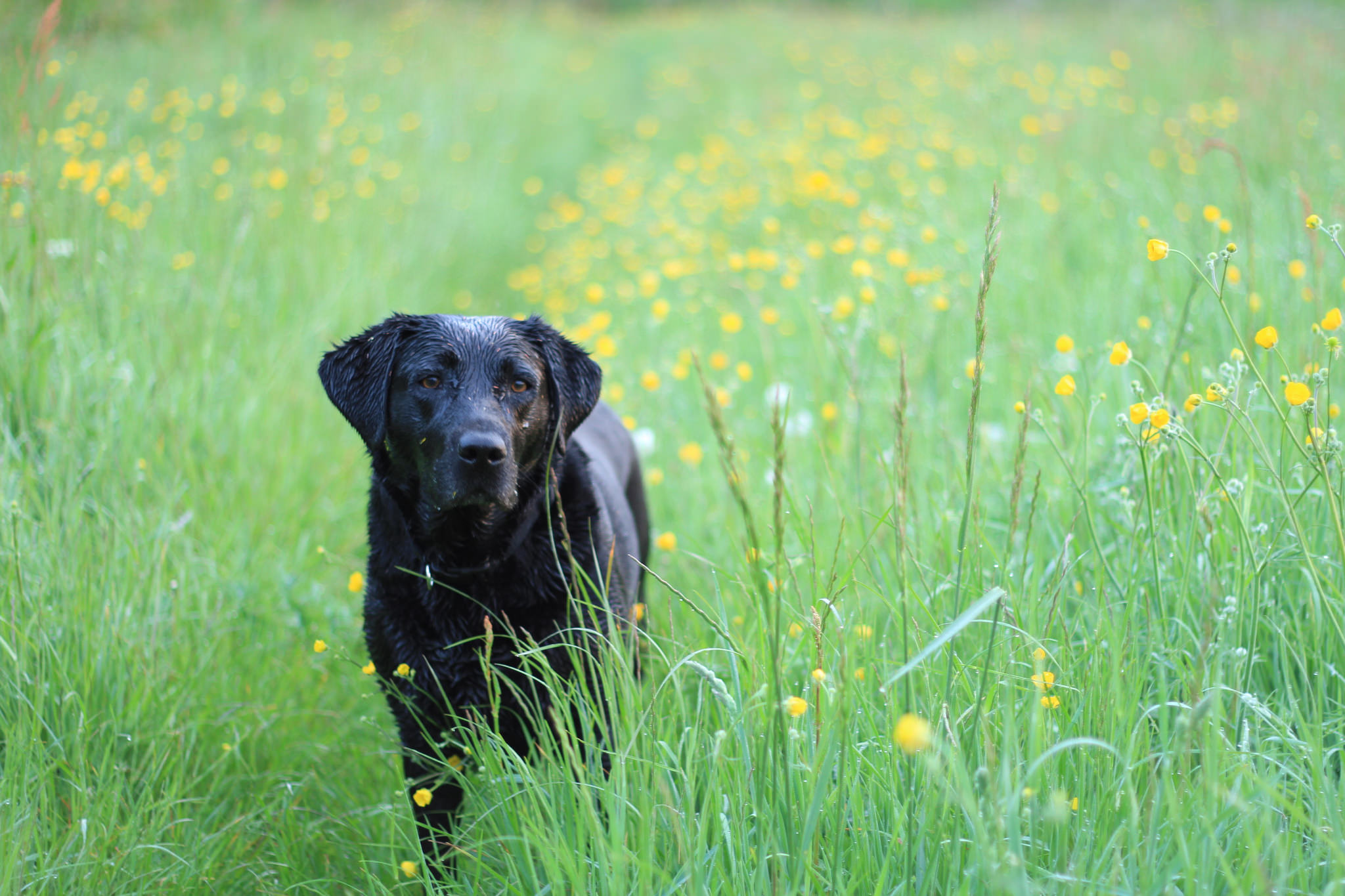 Blur Dog Grass Labrador Muzzle Yellow Flower 2048x1365