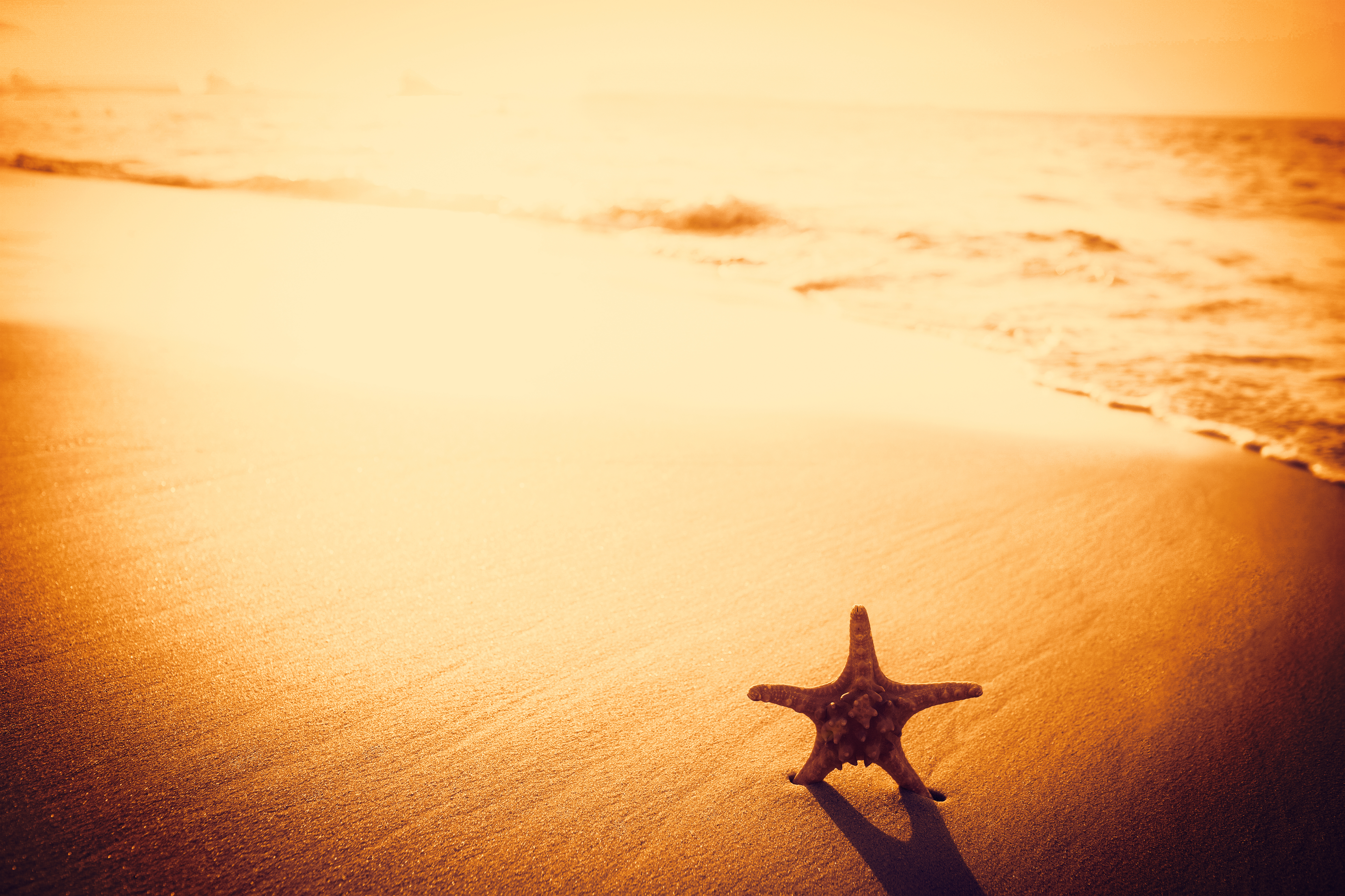 Beach Ocean Sand Starfish Sunset 5600x3733