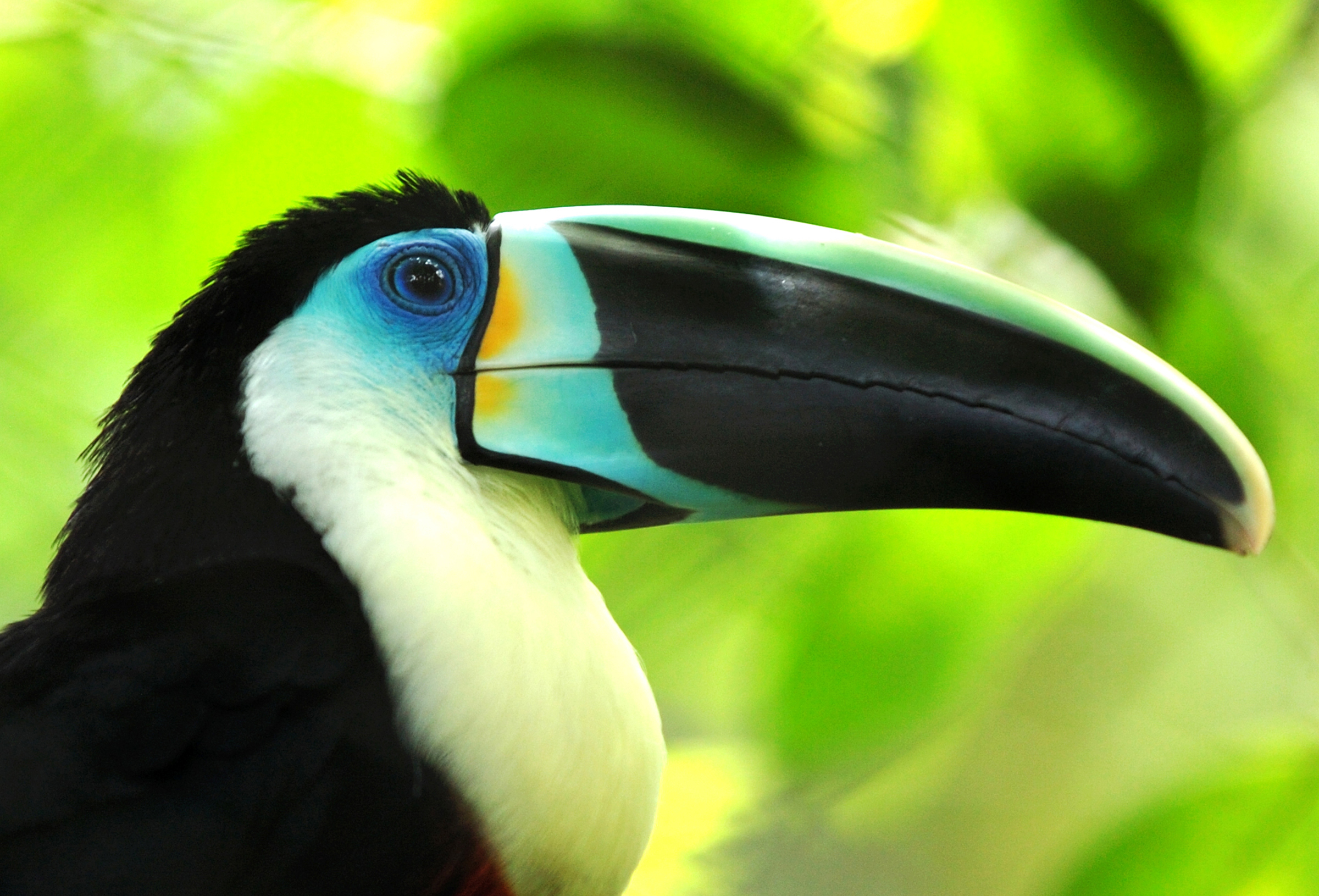 Animal Toucan 2400x1630