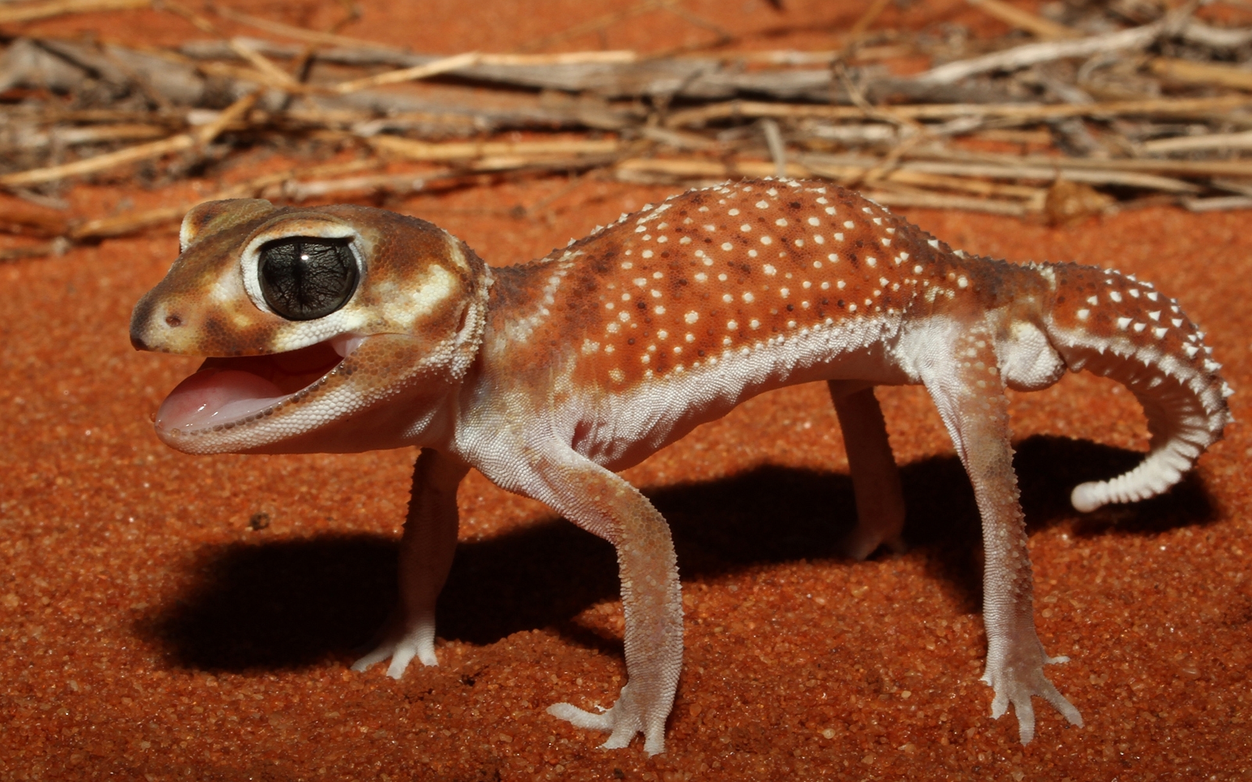 Animal Gecko 2560x1600