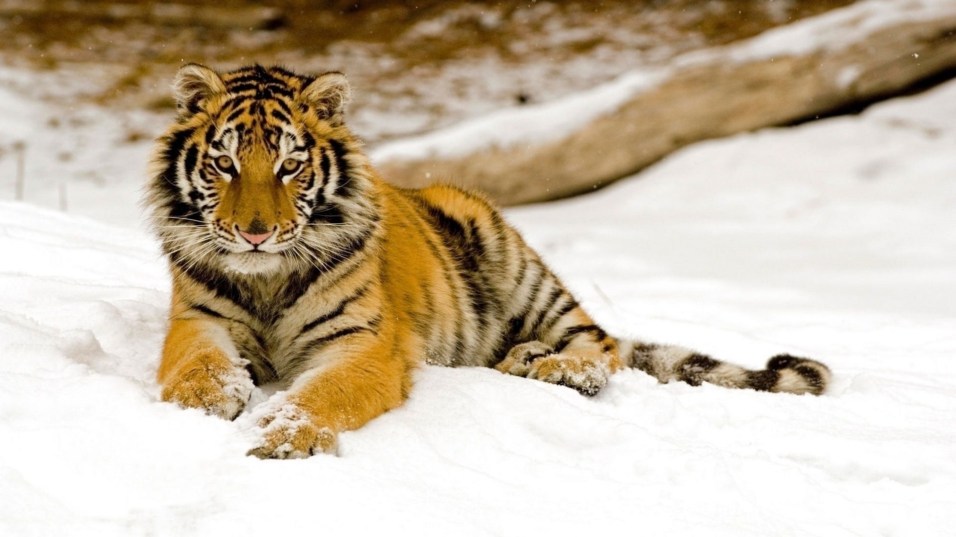 Big Cat Snow Tiger Wildlife Winter 1920x1080