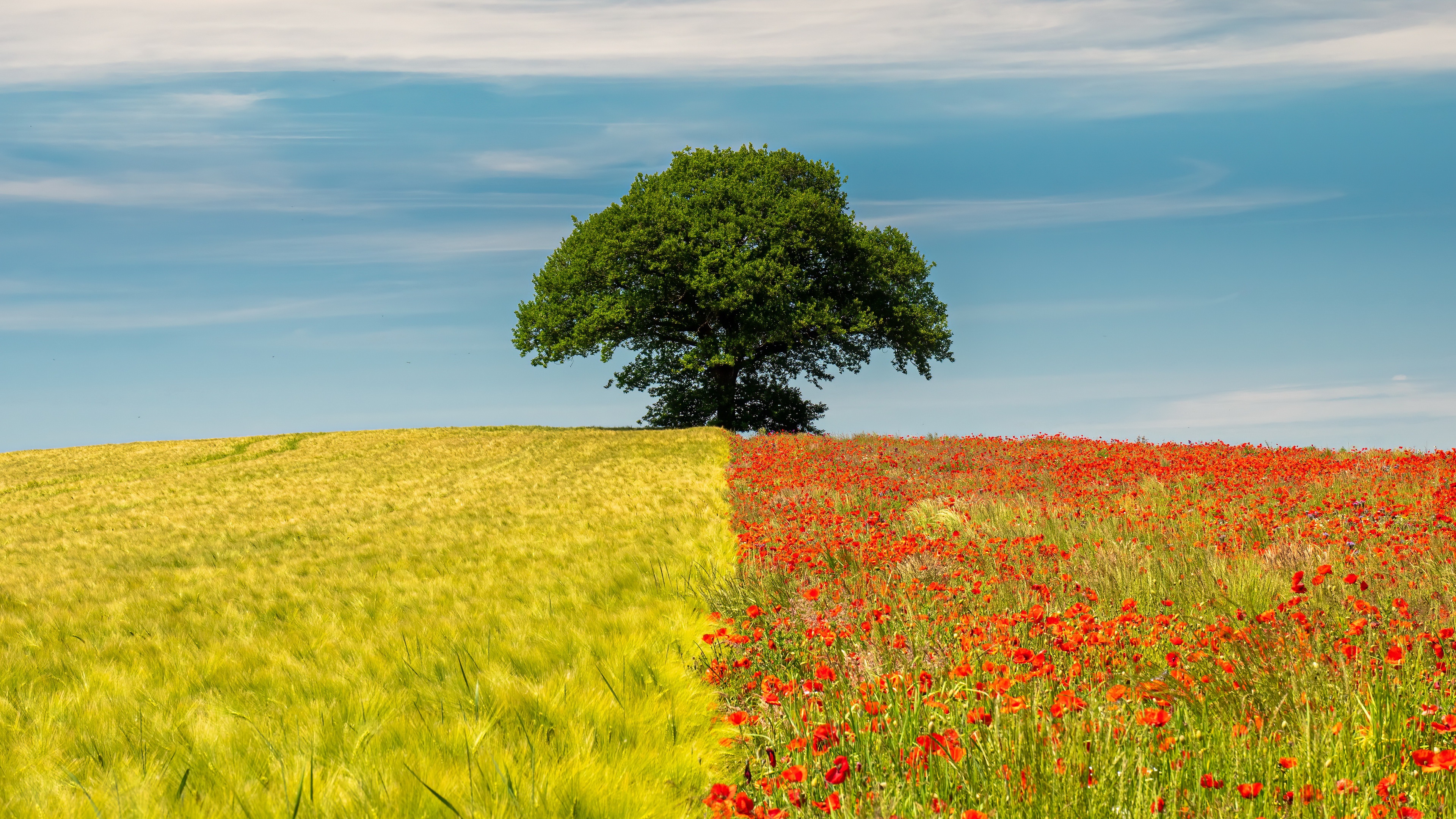 Nature Landscape Trees Field Clouds Flowers Poppies 3840x2160