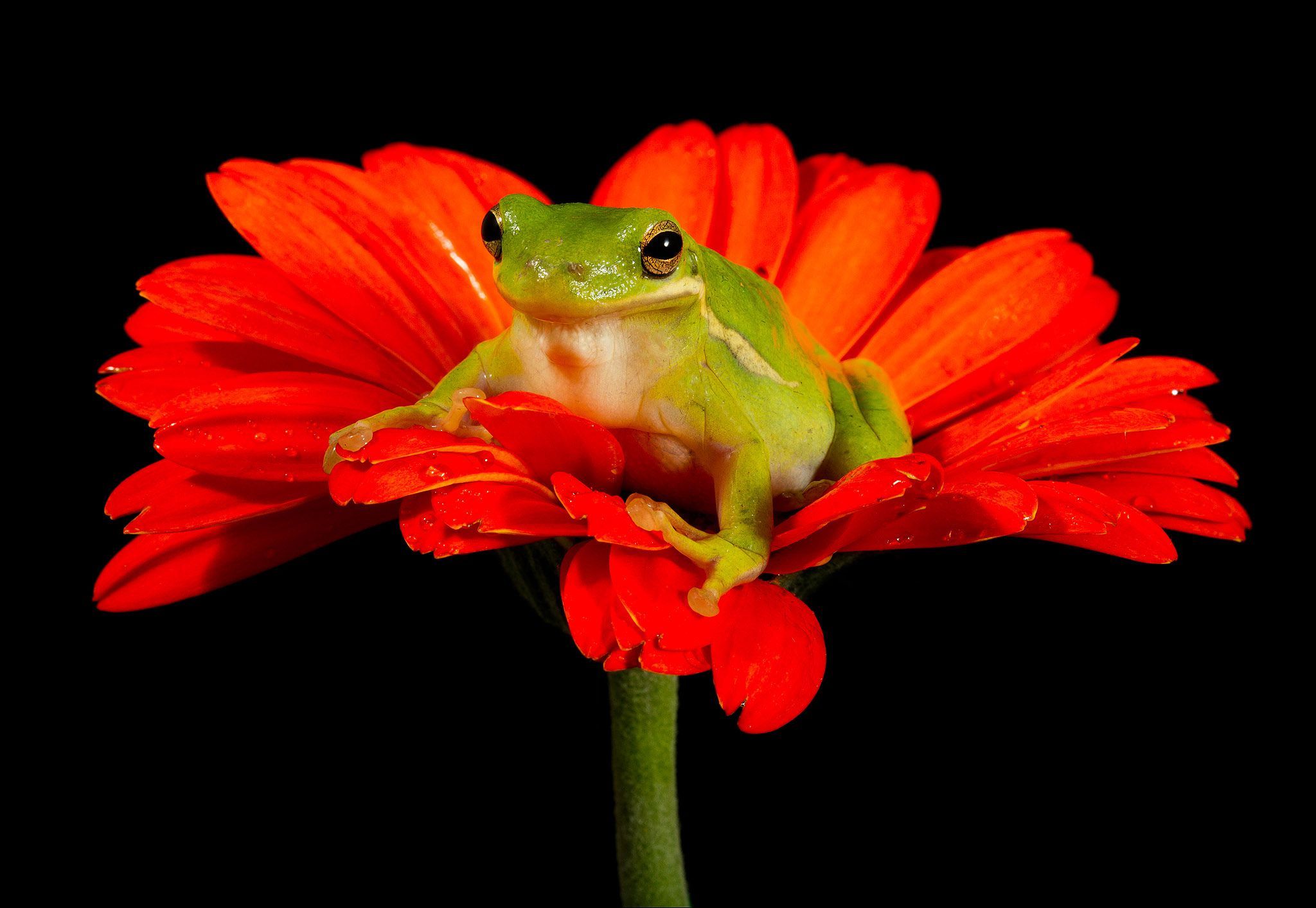Amphibian Animal Flower Frog Gerbera Orange Flower Tree Frog 2048x1414