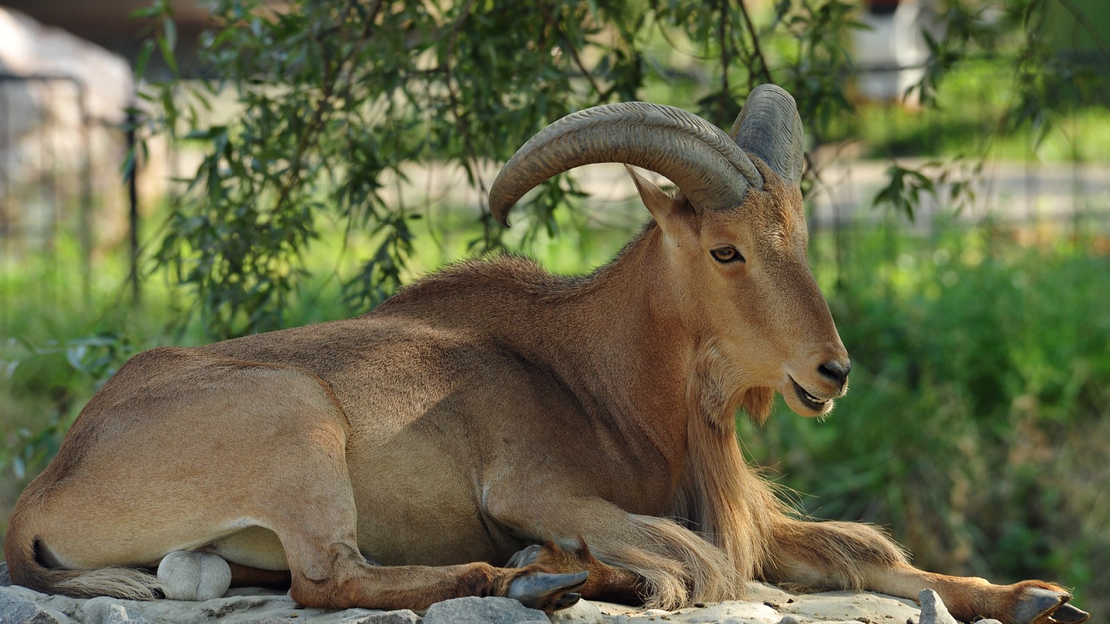 Animal Goat 1600x900