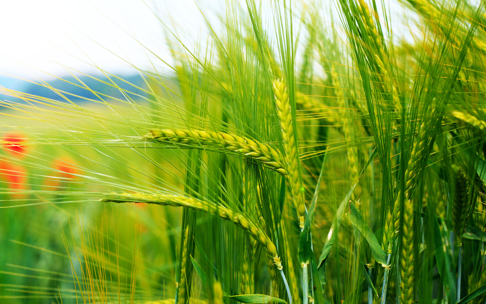 Earth Cornfield 1920x1200