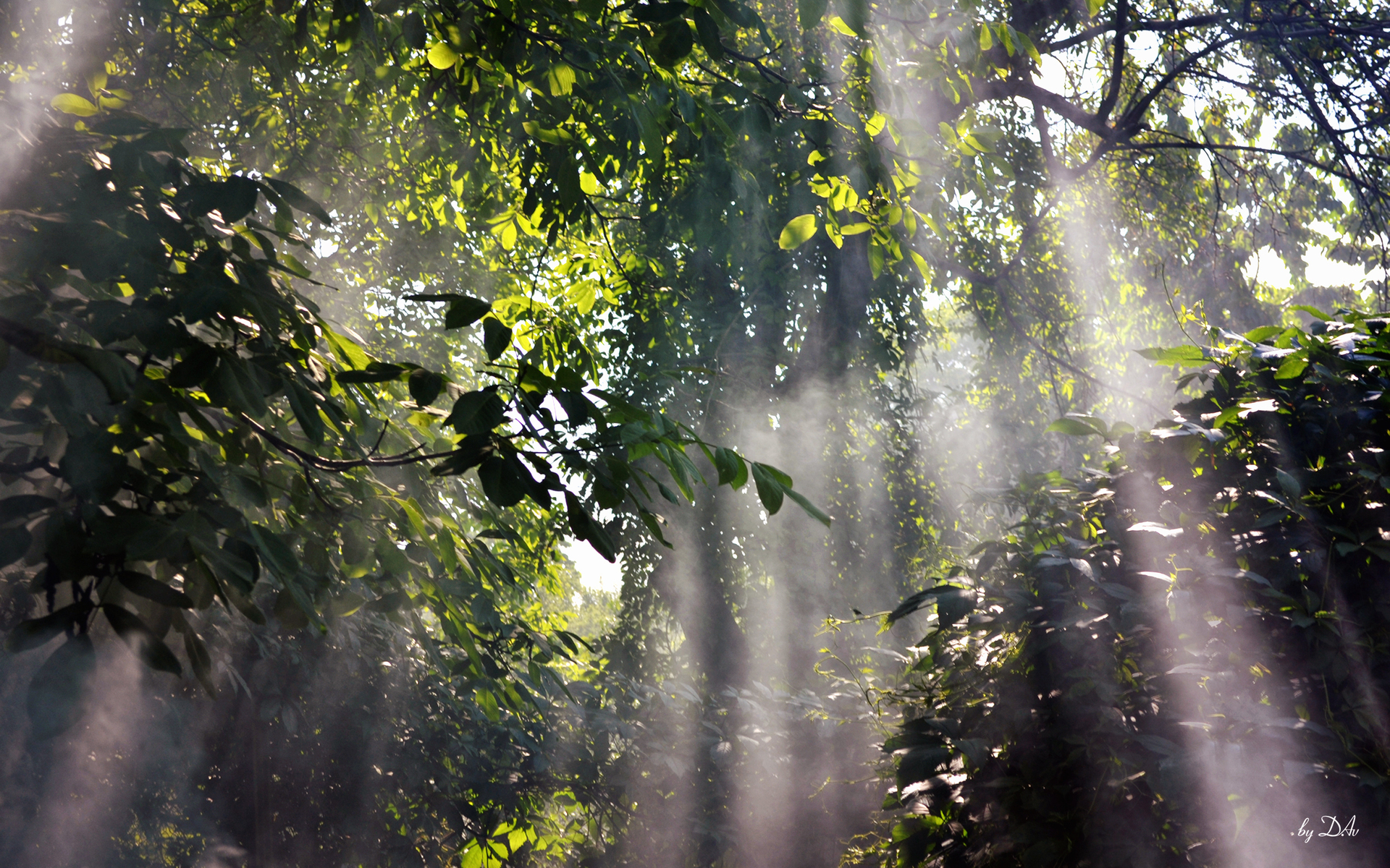 Canopy Forest Leaf Season Spring Sunlight 1920x1200