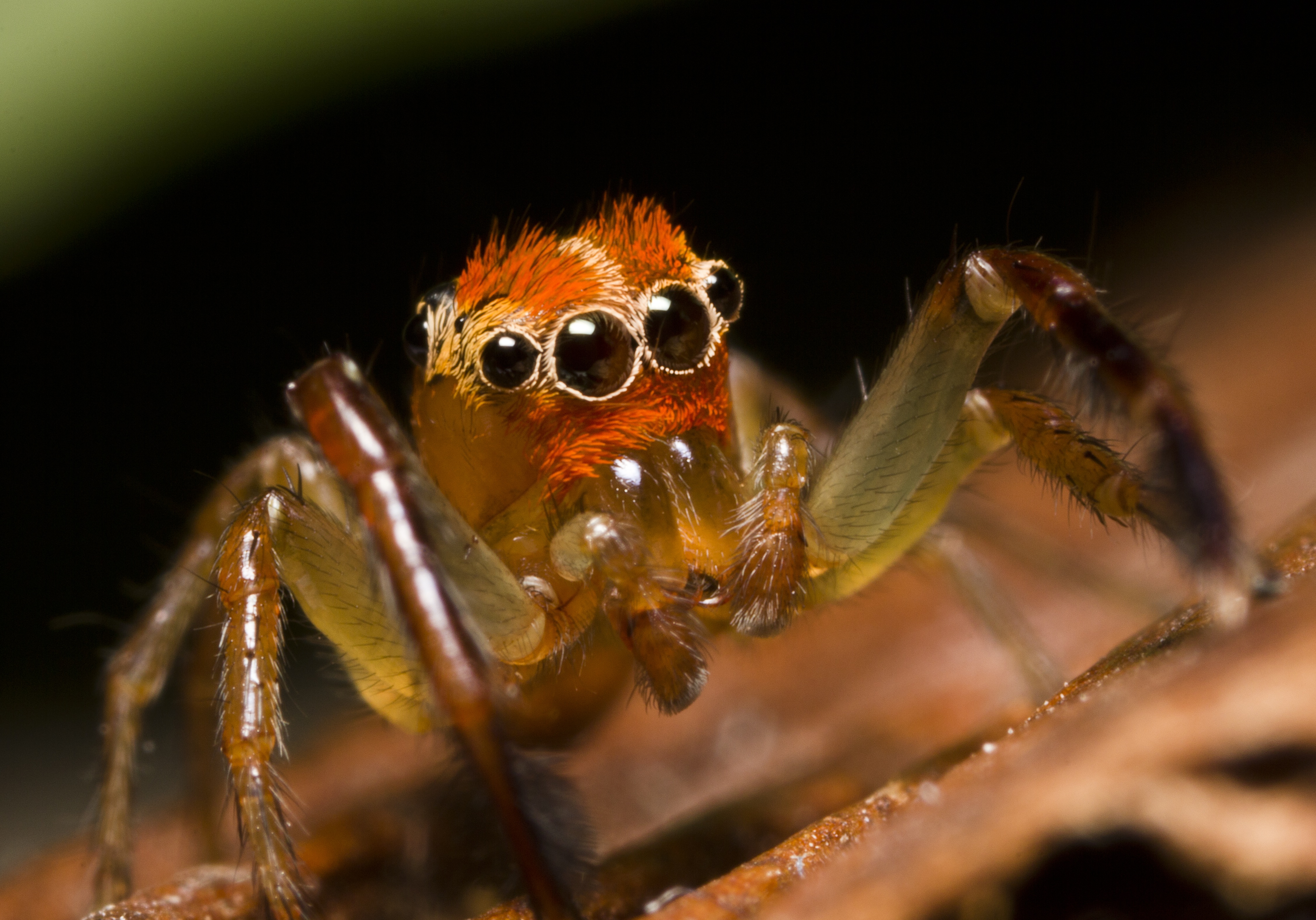 Jumping Spider 4507x3151