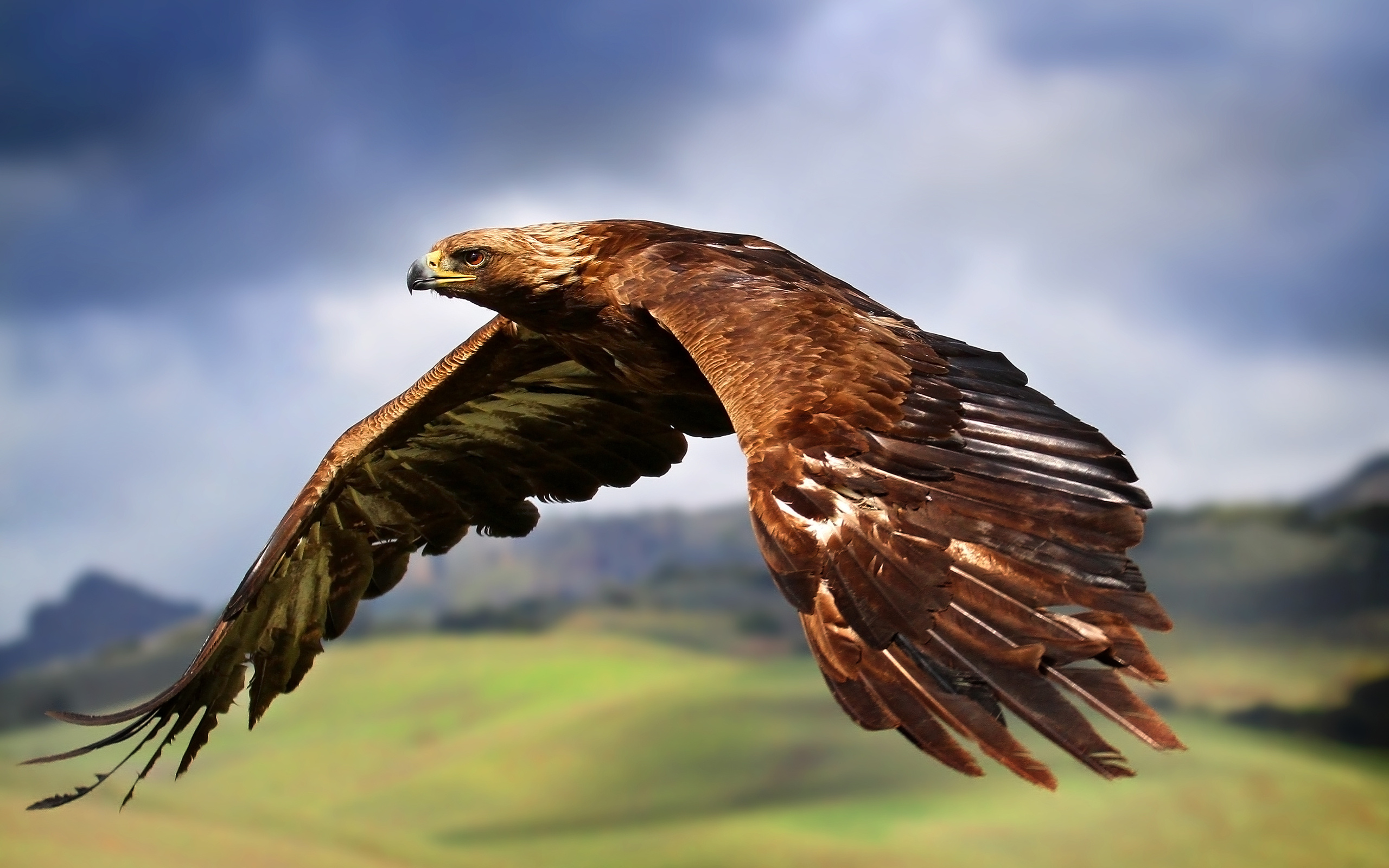 Animal Bird Eagle 2560x1600