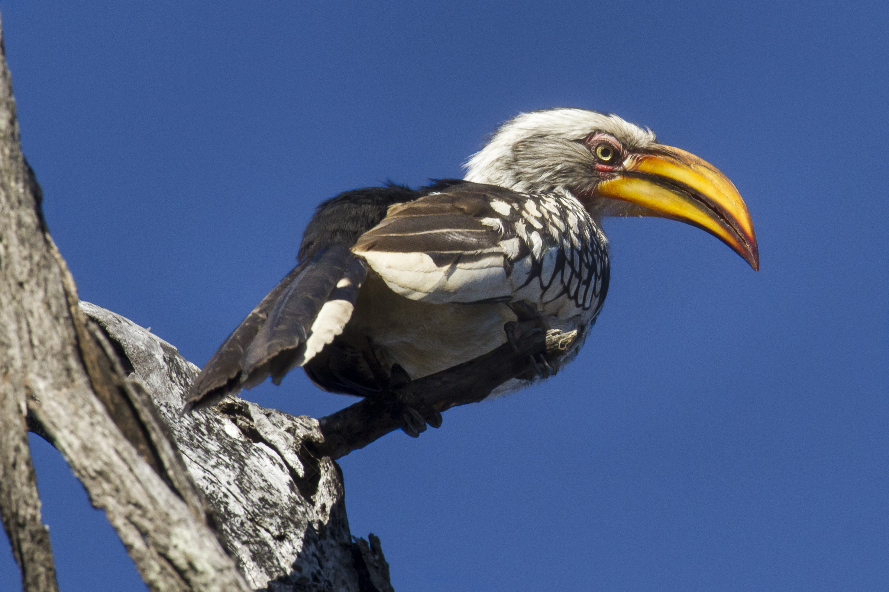 Hornbill Southern Yellow Billed Hornbill Zimbabwe 2942x1961