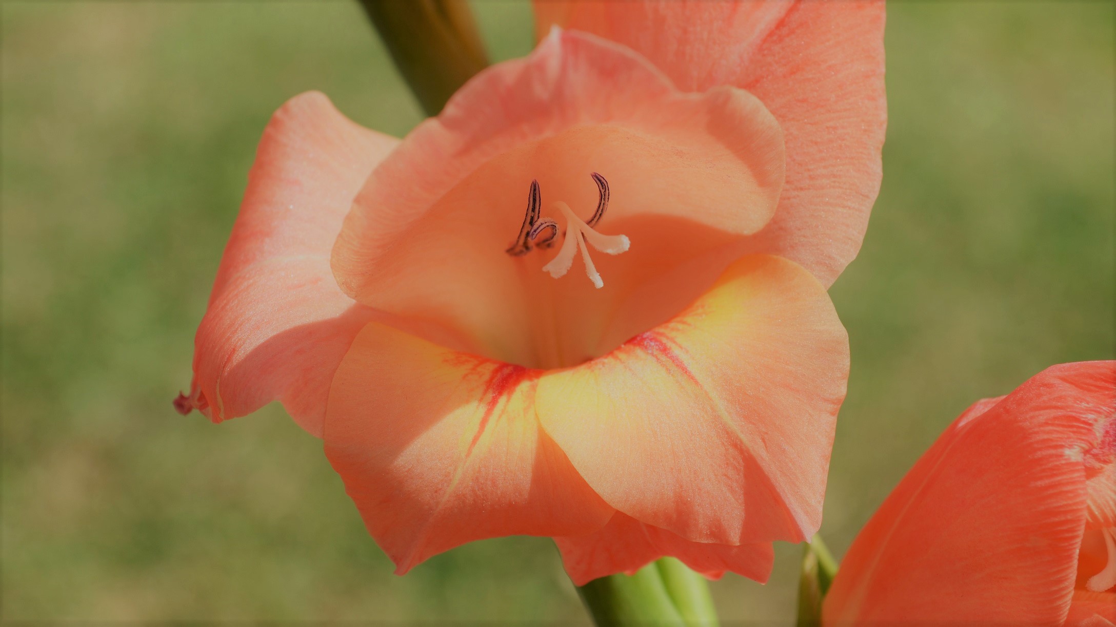 Close Up Flower Gladiolus Nature Peach Flower 2176x1224