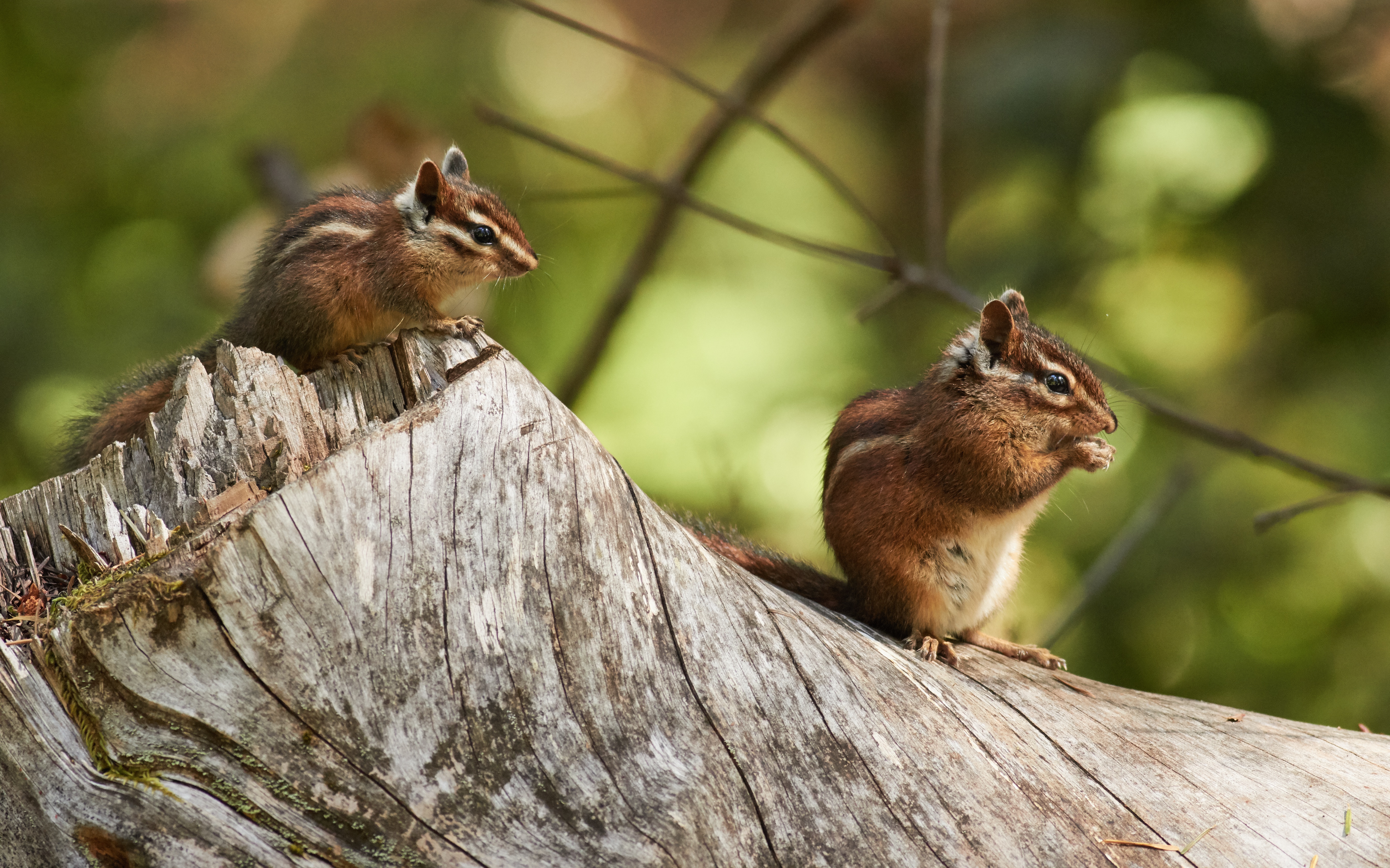 Chipmunk Rodent Wildlife 5472x3420