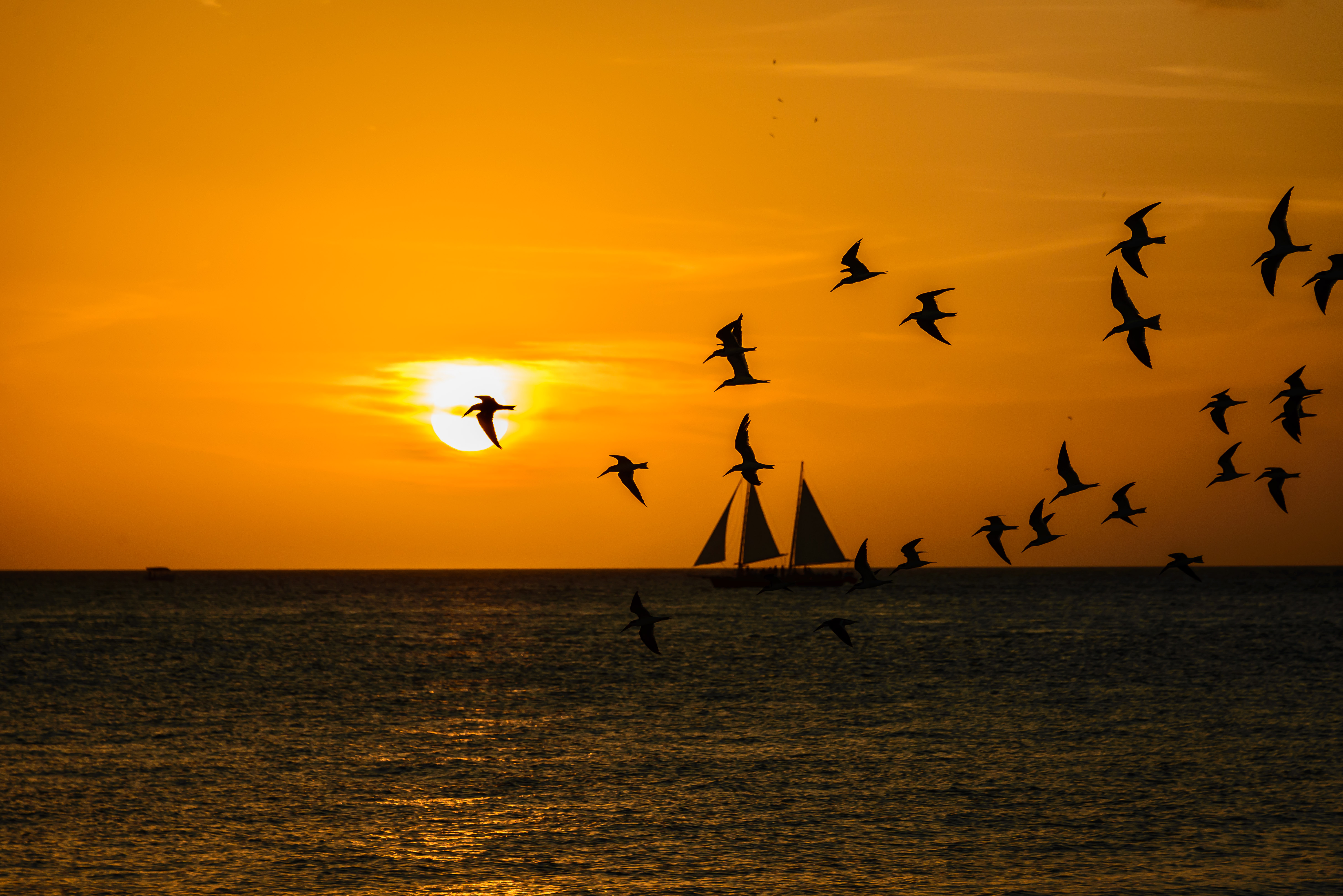 Bird Flight Sailboat Sea Seascape Silhouette Sunset 5896x3936