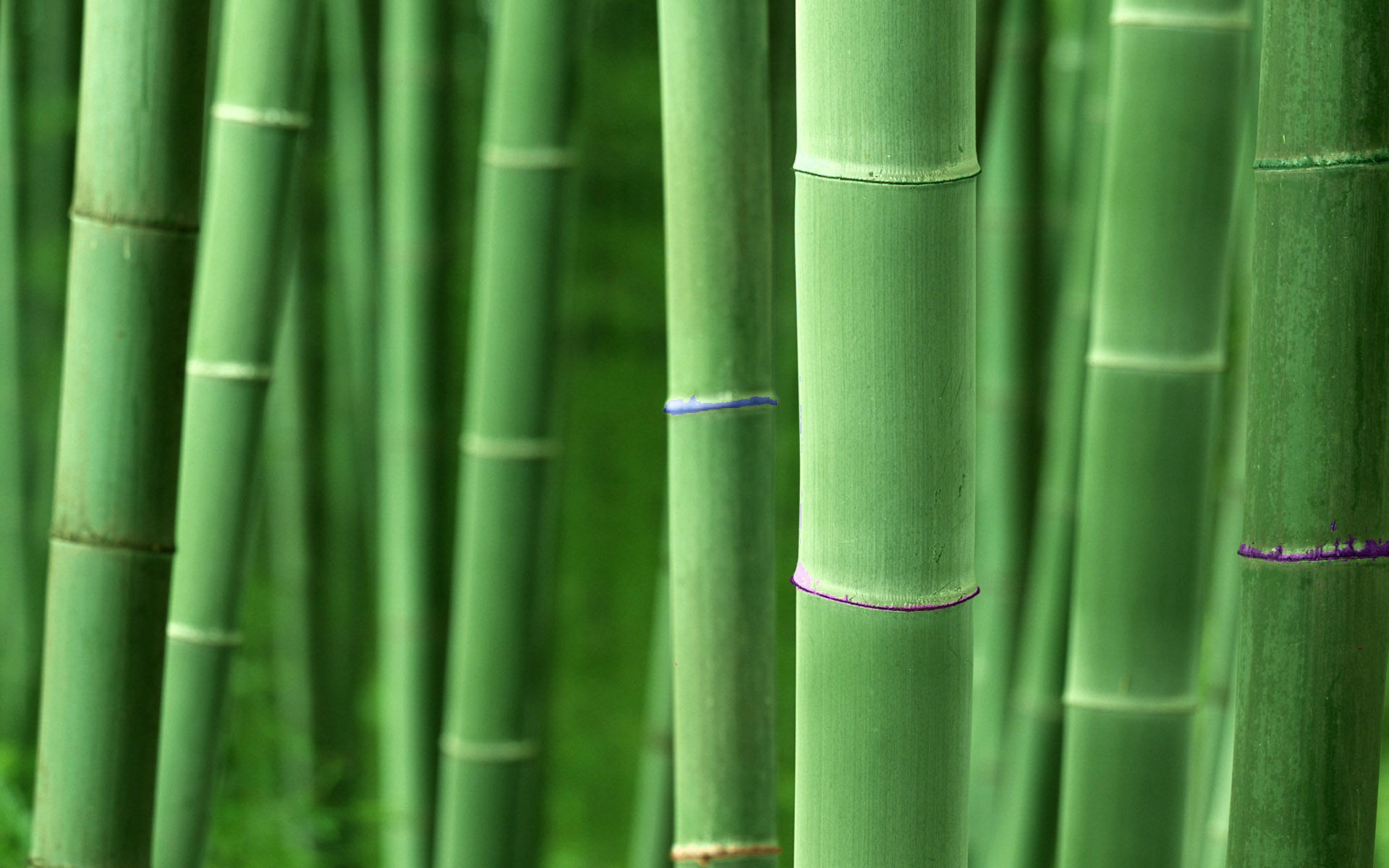 Earth Bamboo 1920x1200