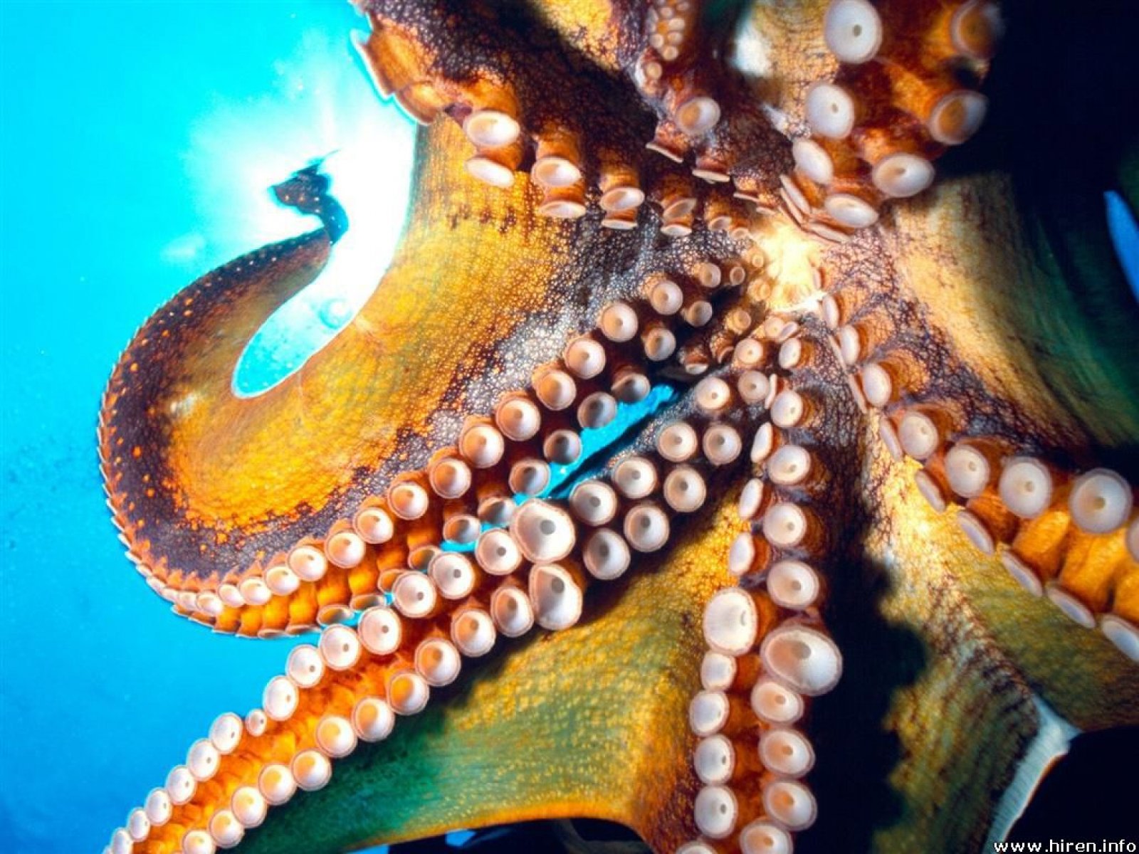 Animal Octopus 1600x1200
