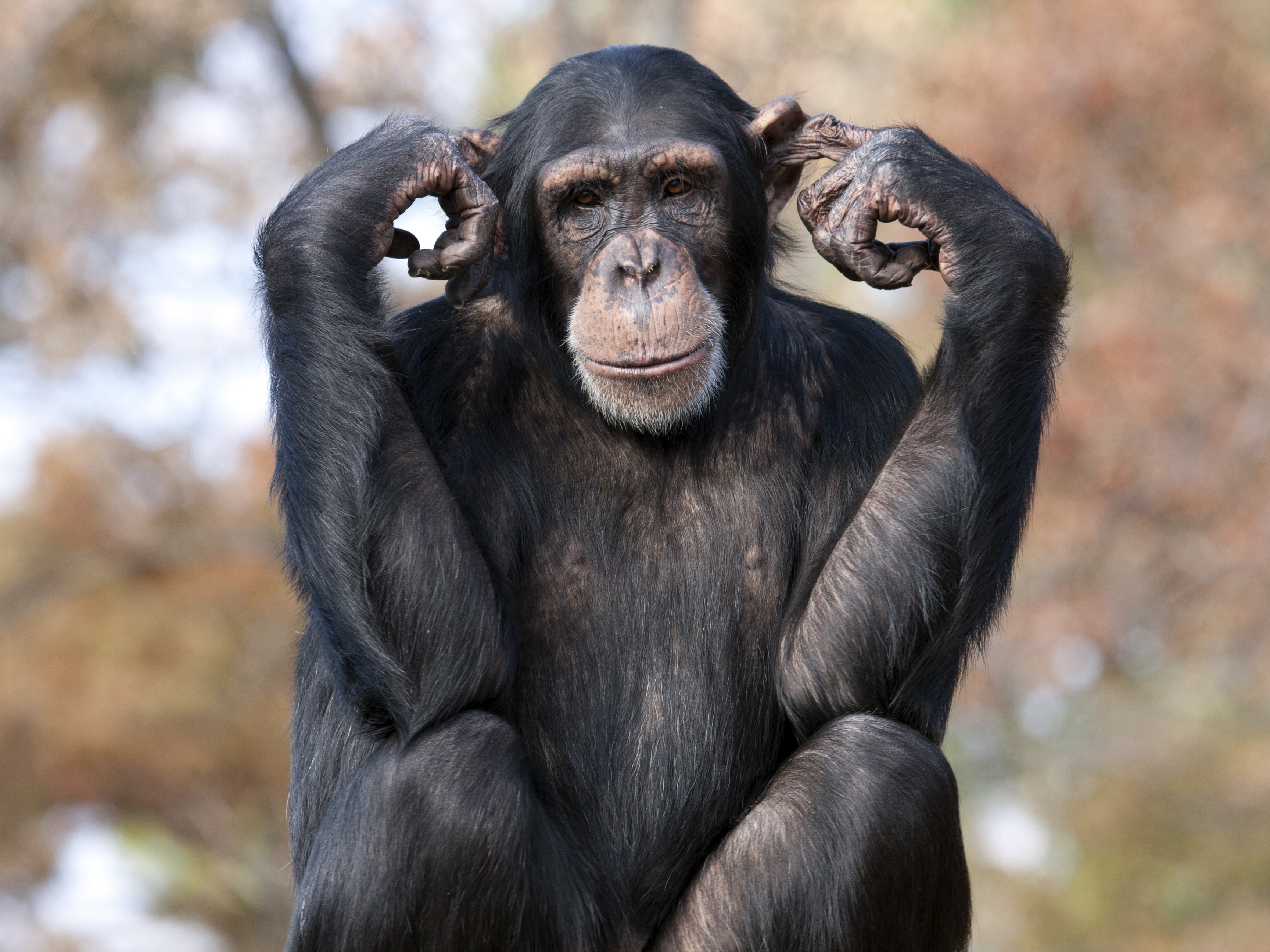 Chimpanzee Monkey 3456x2592