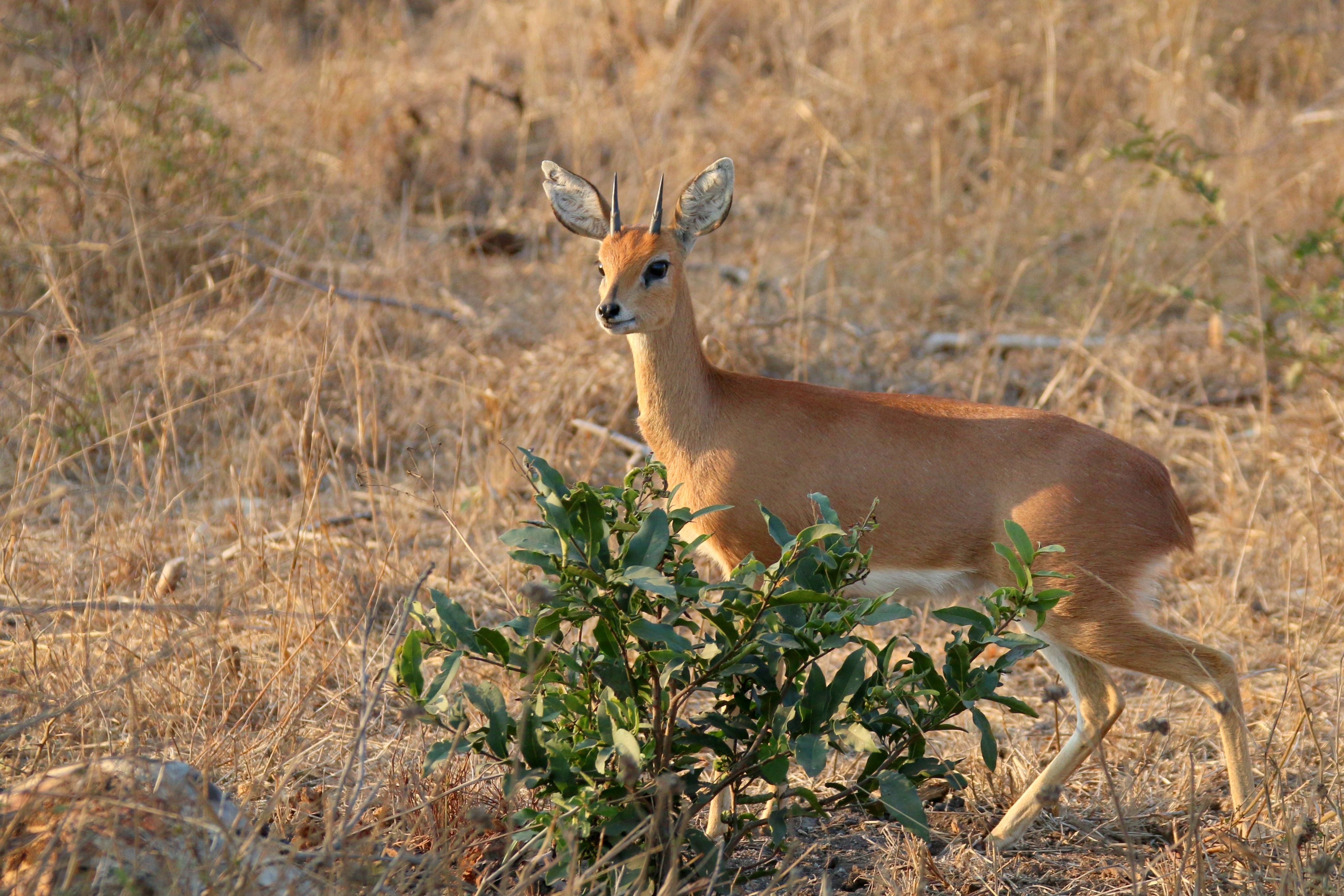 Animal Antelope Wildlife 4090x2728