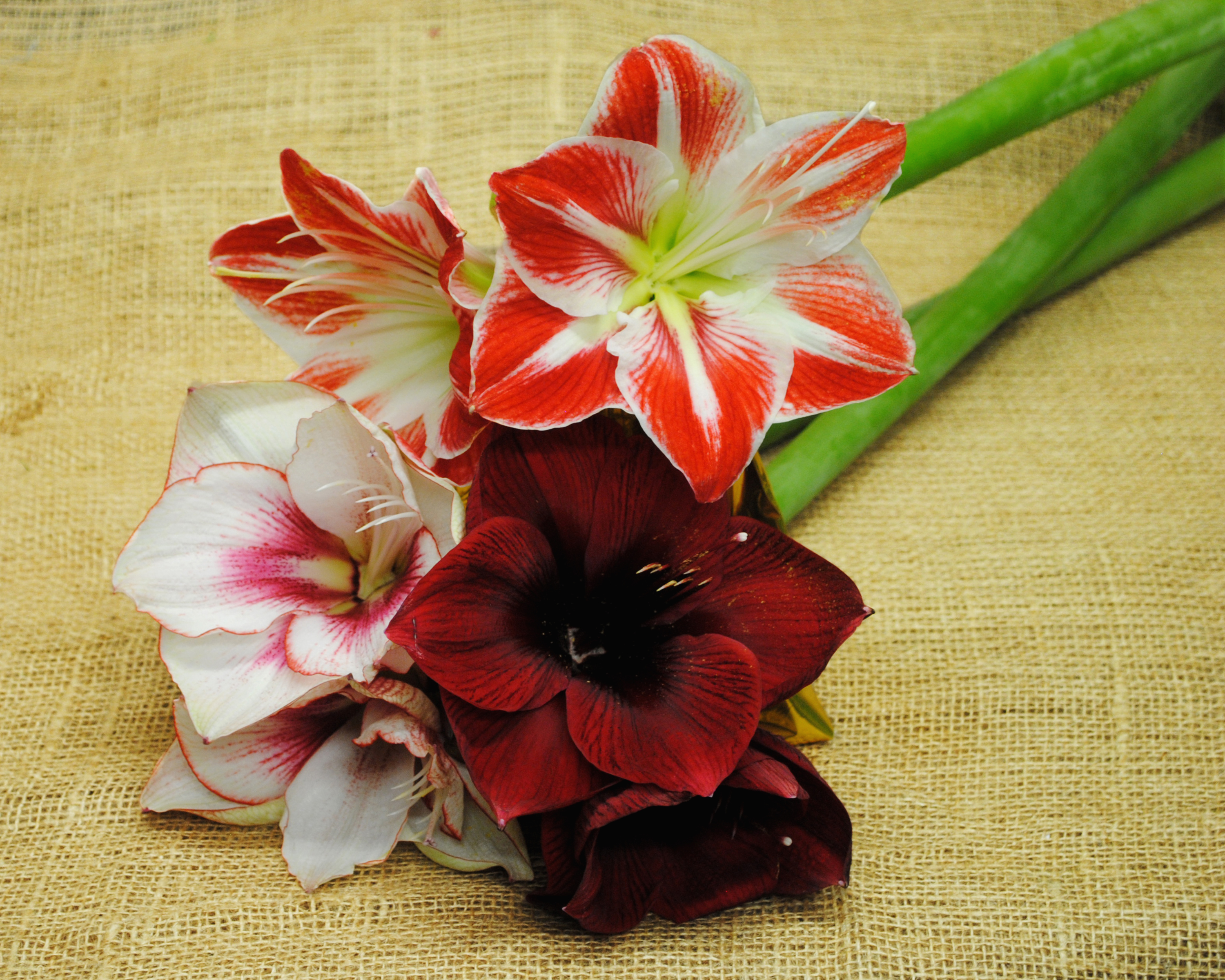 Amaryllis Close Up Flower Lily Red Flower 3000x2400