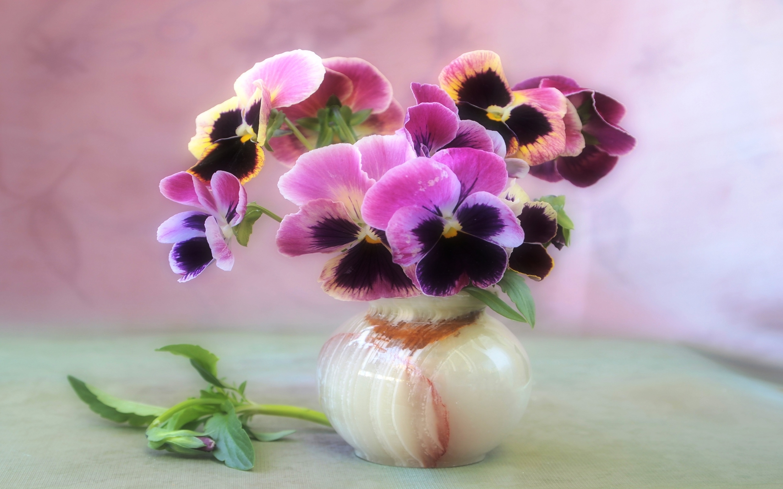 Flower Pansy Purple Flower Vase 2560x1600