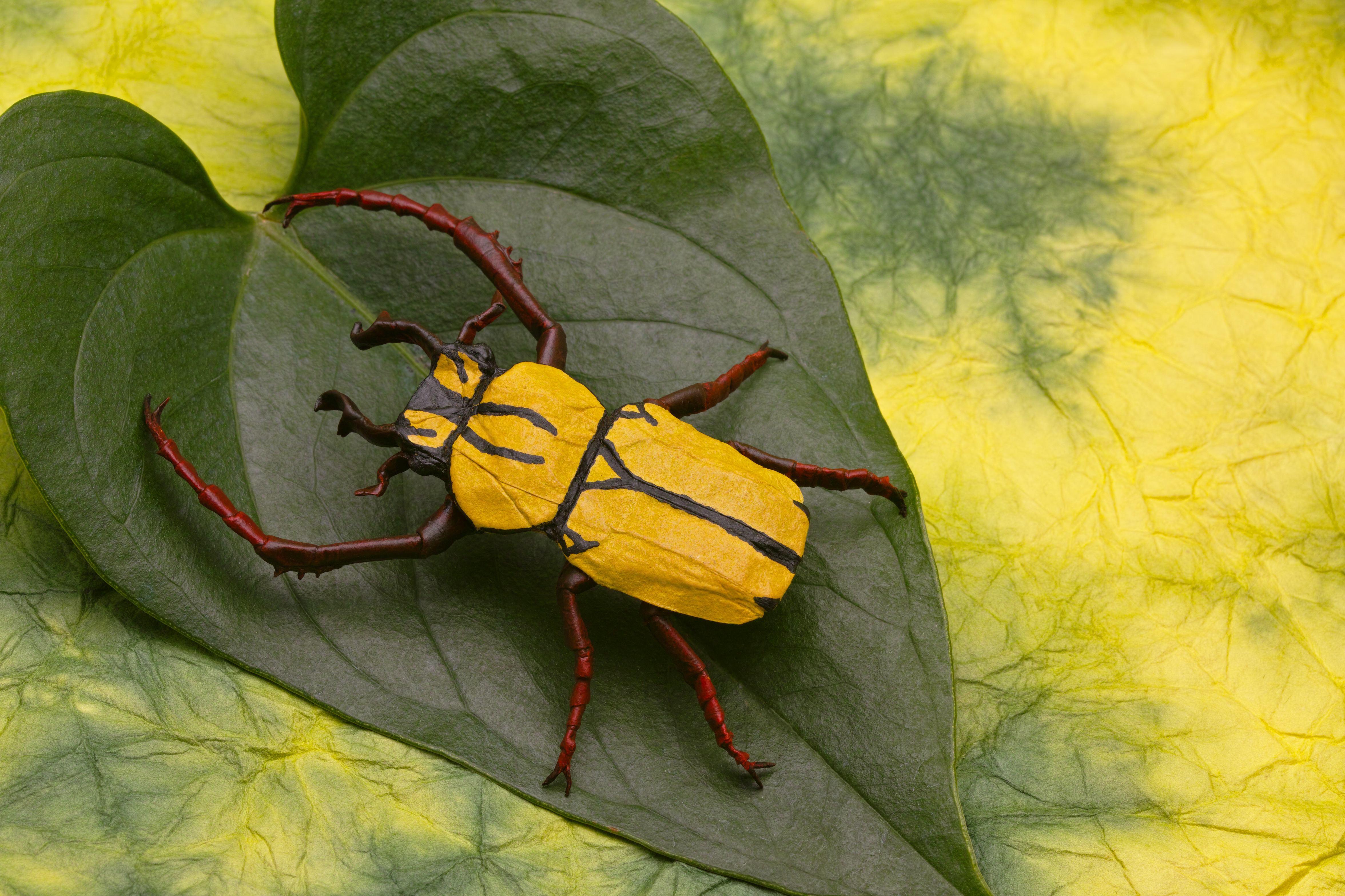 Beetle Leaf Origami 4704x3136