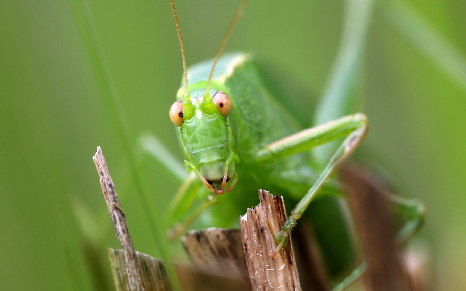 Animal Grasshopper 1920x1200