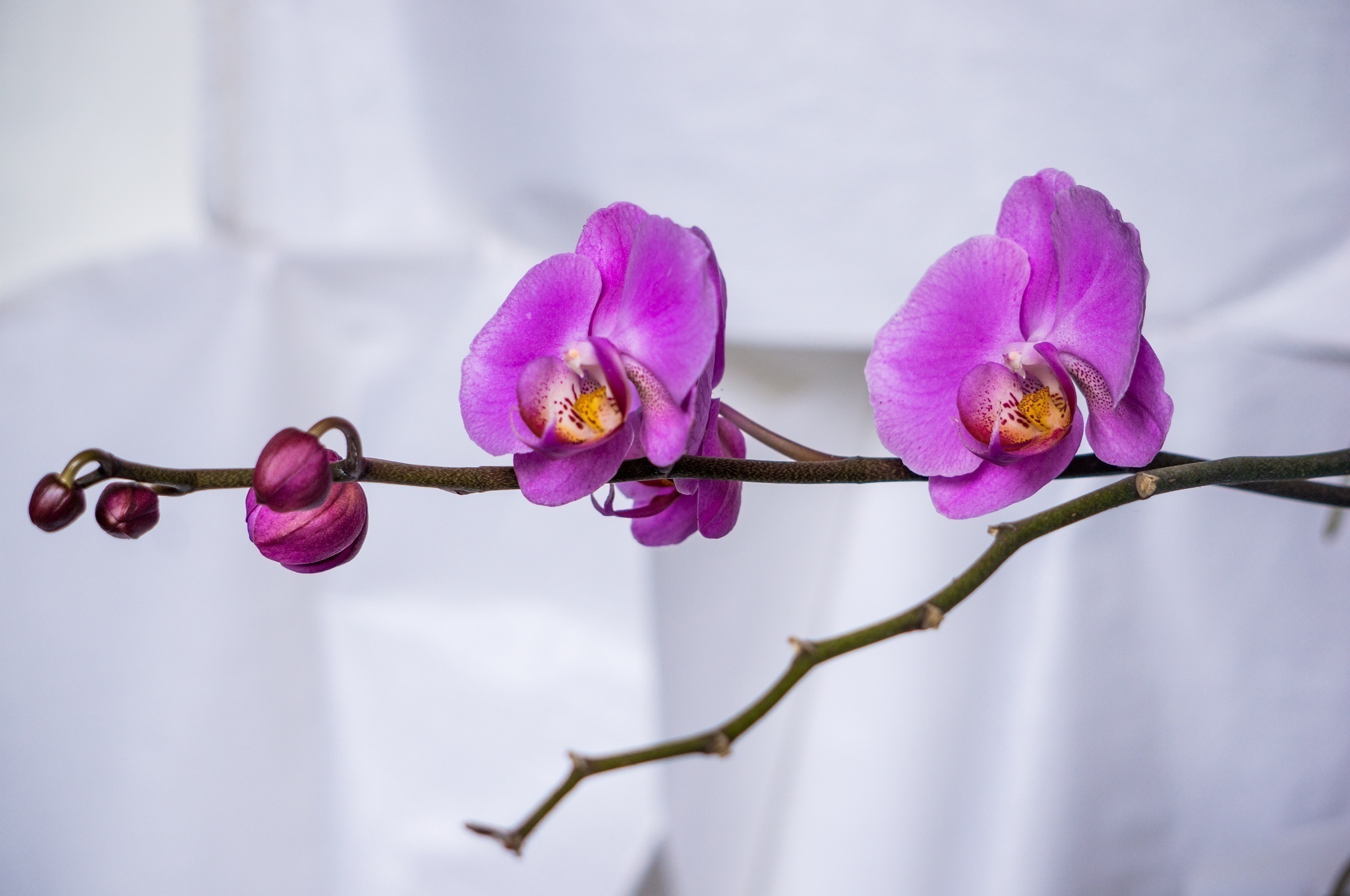 Branch Flower Orchid Purple Flower 2048x1360