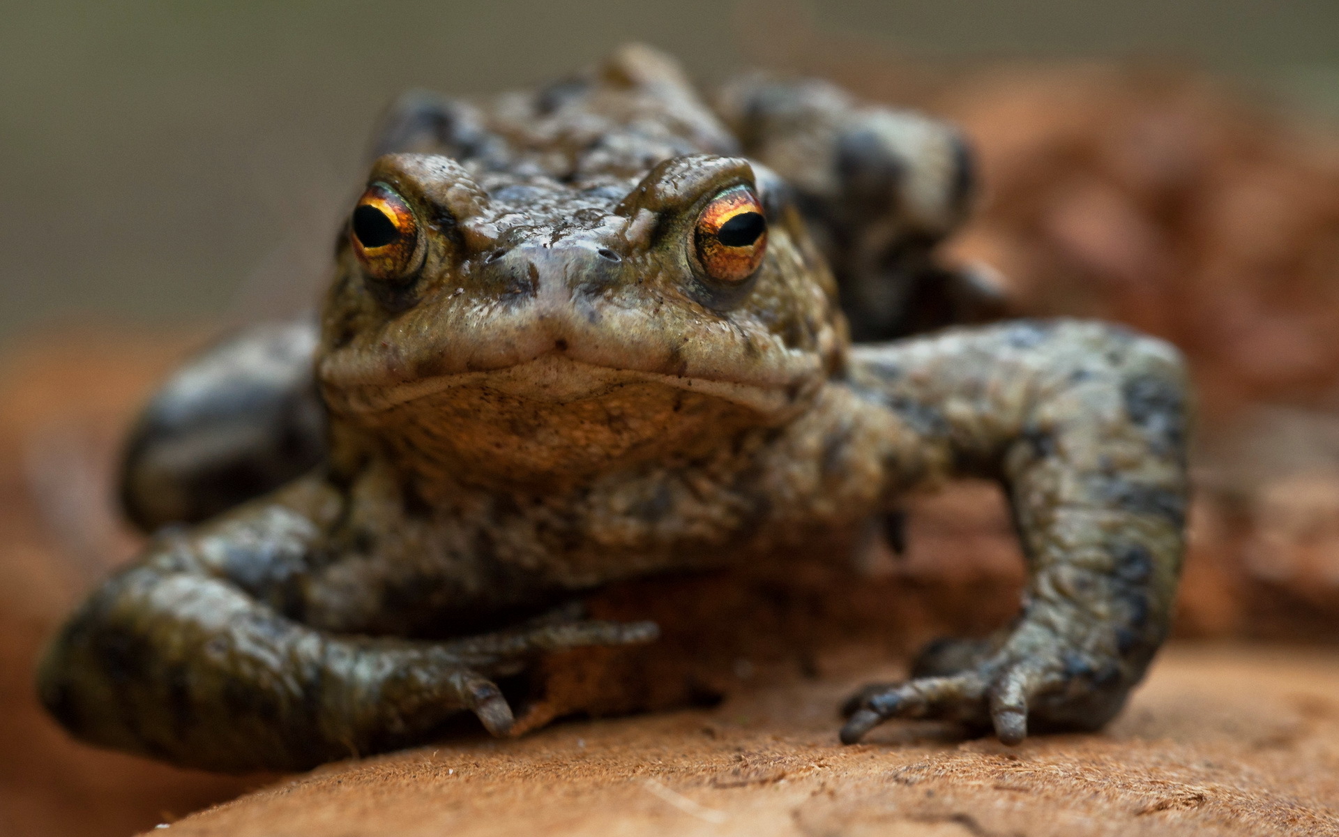 Animal Toad 1920x1200