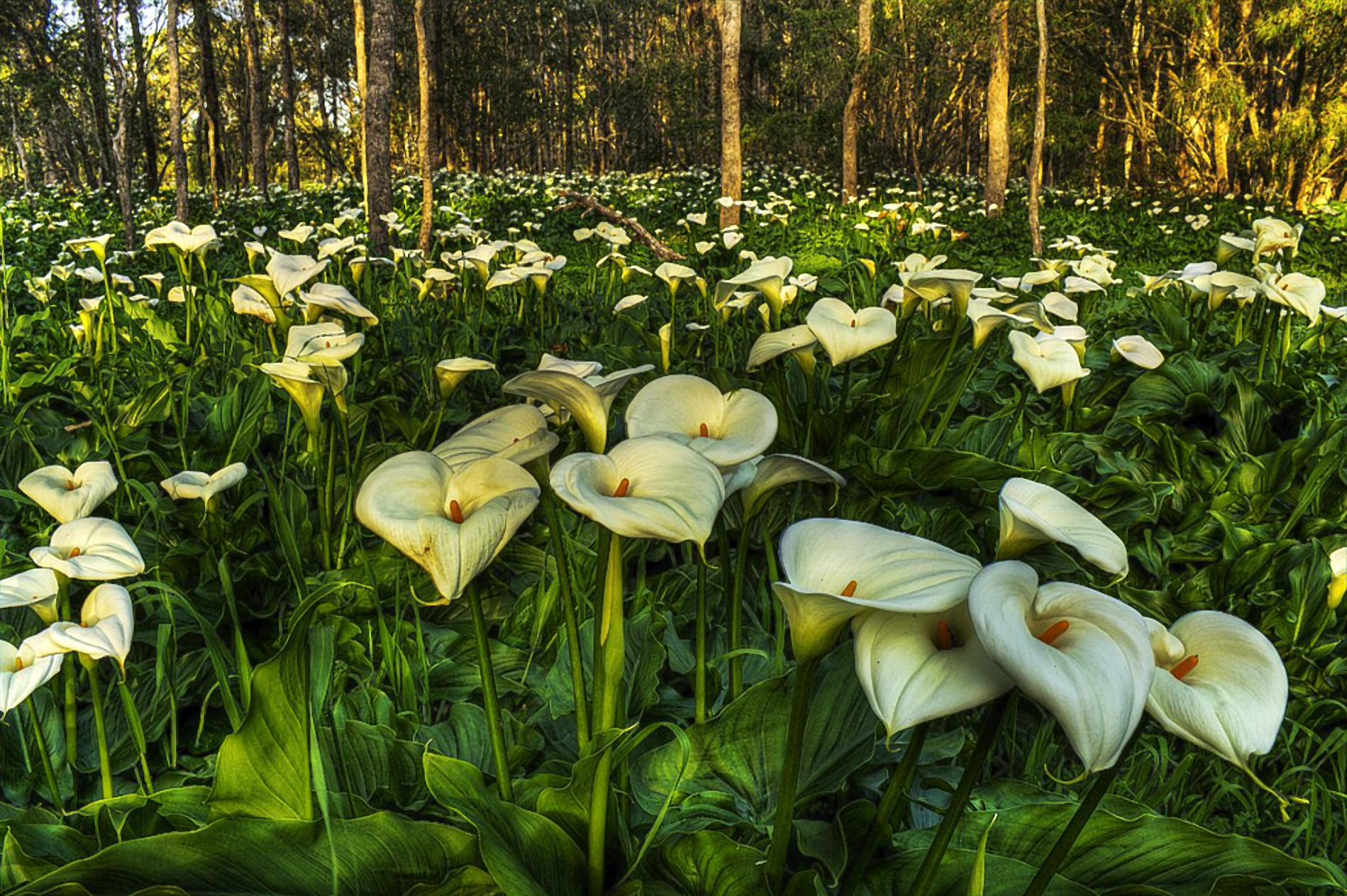 Calla Lily Close Up Flower Forest Nature White Flower 1899x1263