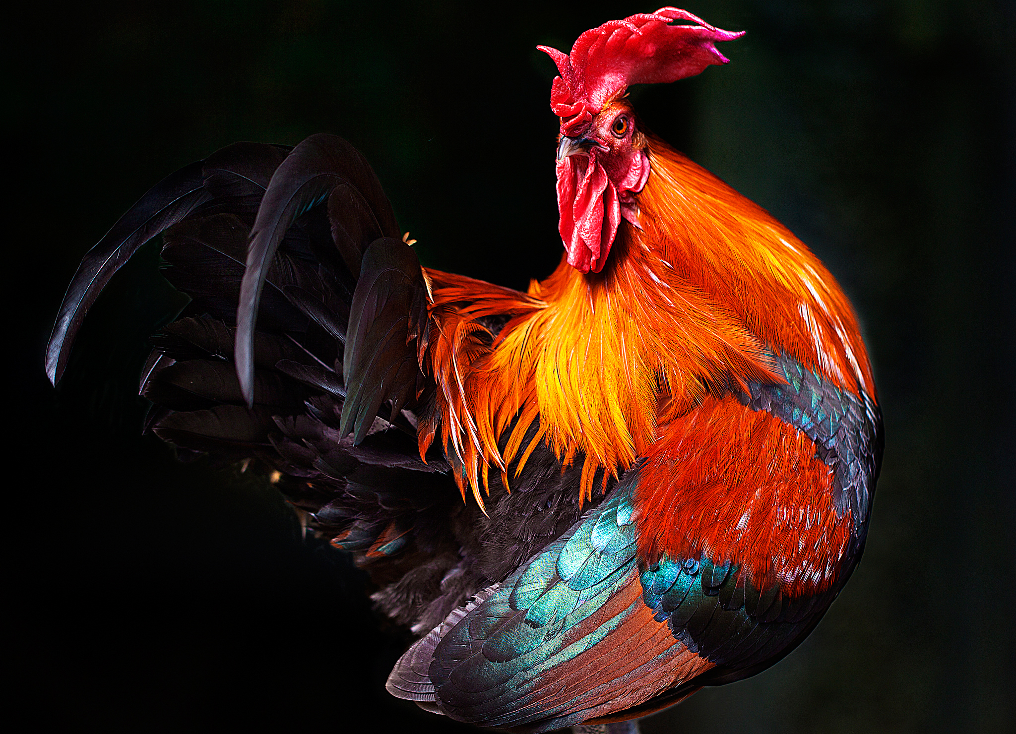 Bird Rooster 2048x1480