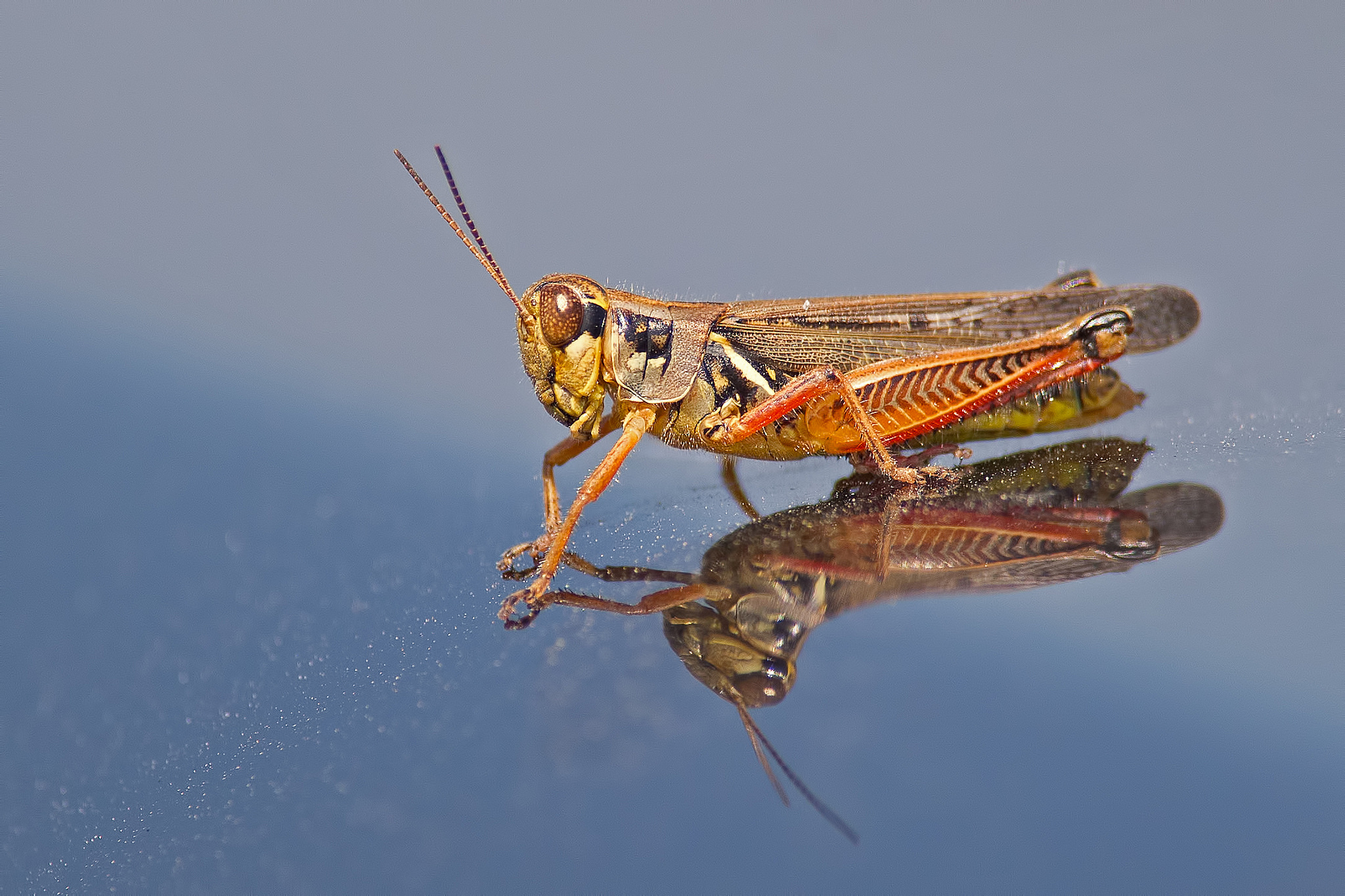 Grasshopper Insect Reflection 2048x1365