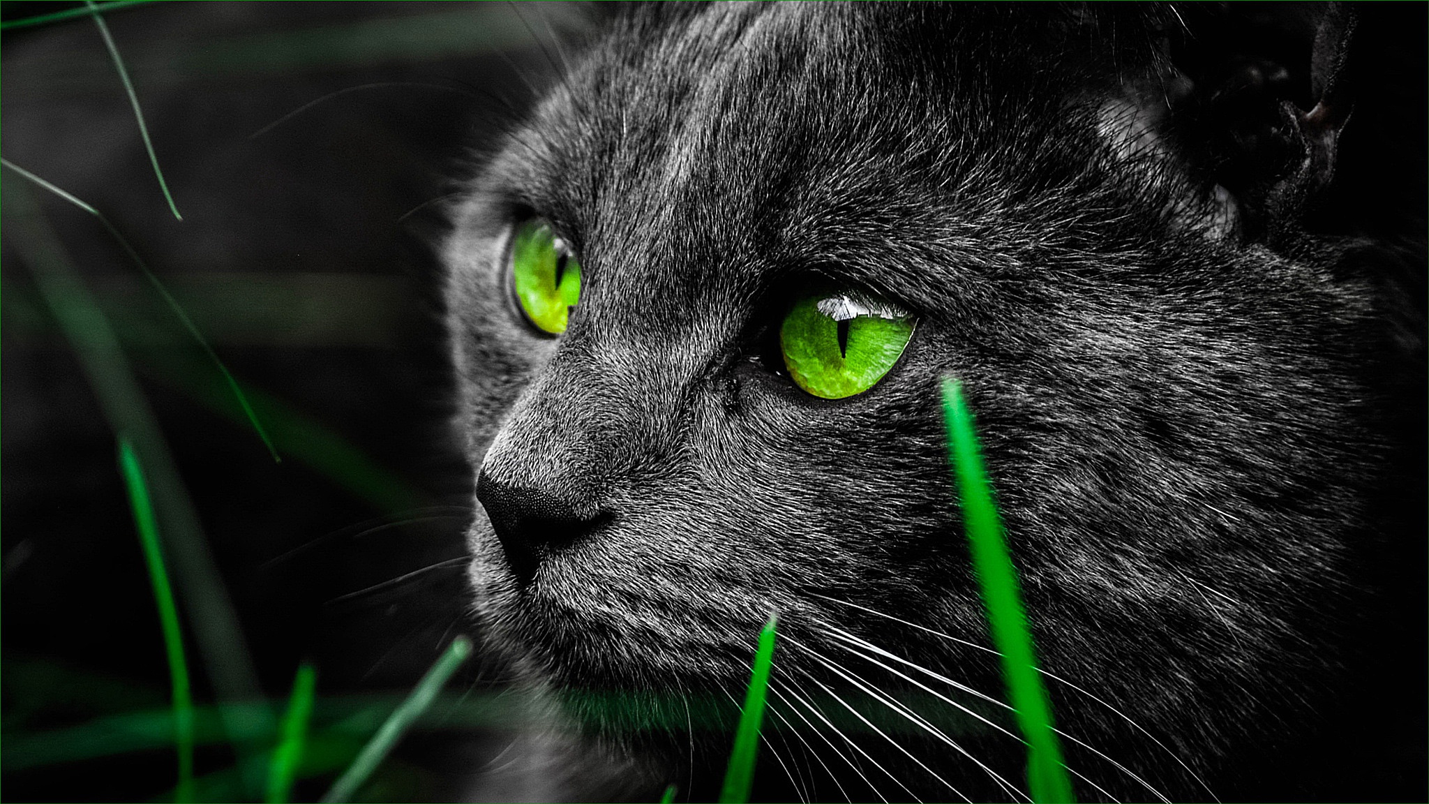 Cat Green Eyes 2048x1152