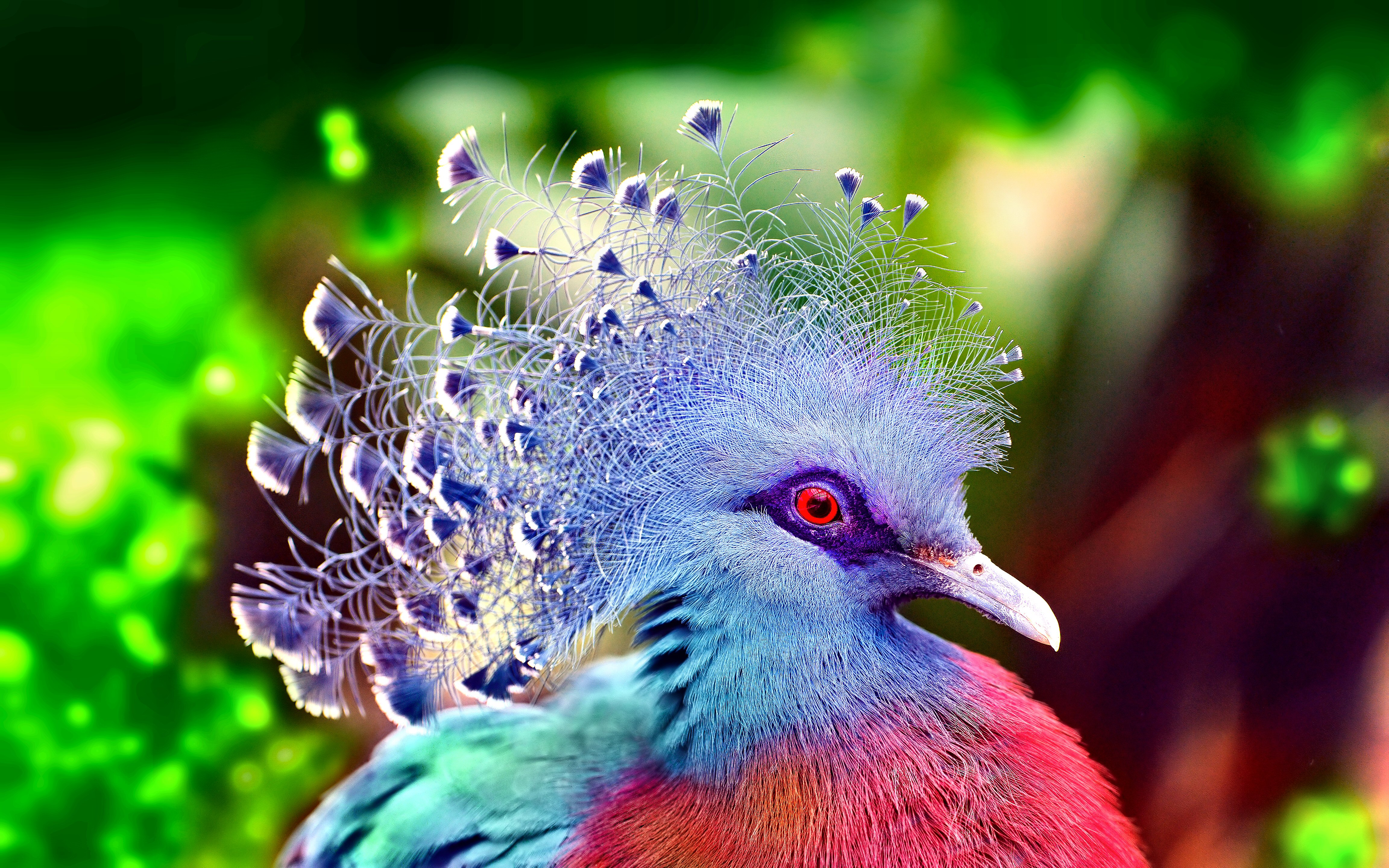 Bird Colorful Pigeon Victoria Crowned Pigeon 4608x2880
