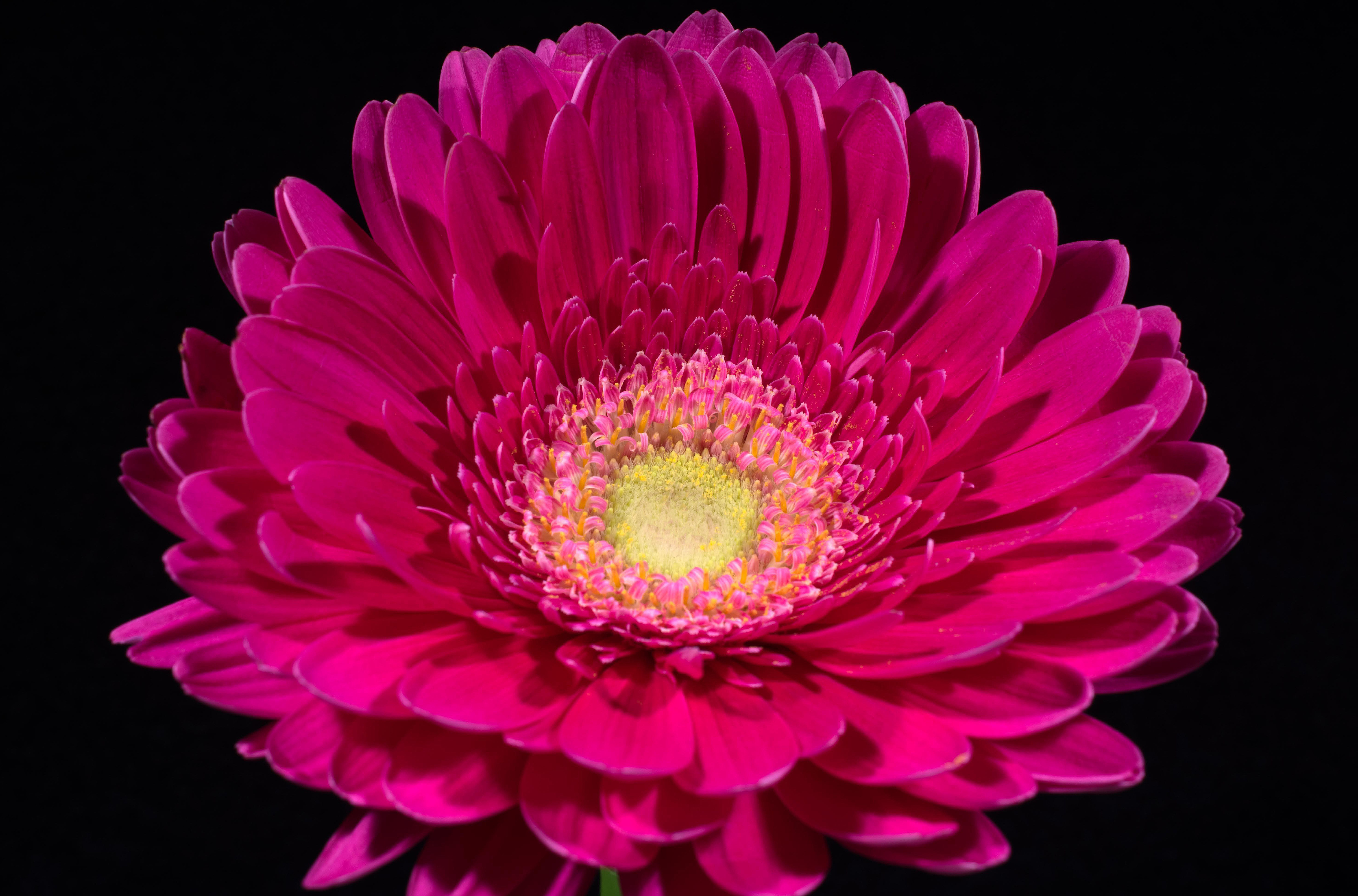 Earth Flower Gerbera Pink Flower 5879x3879