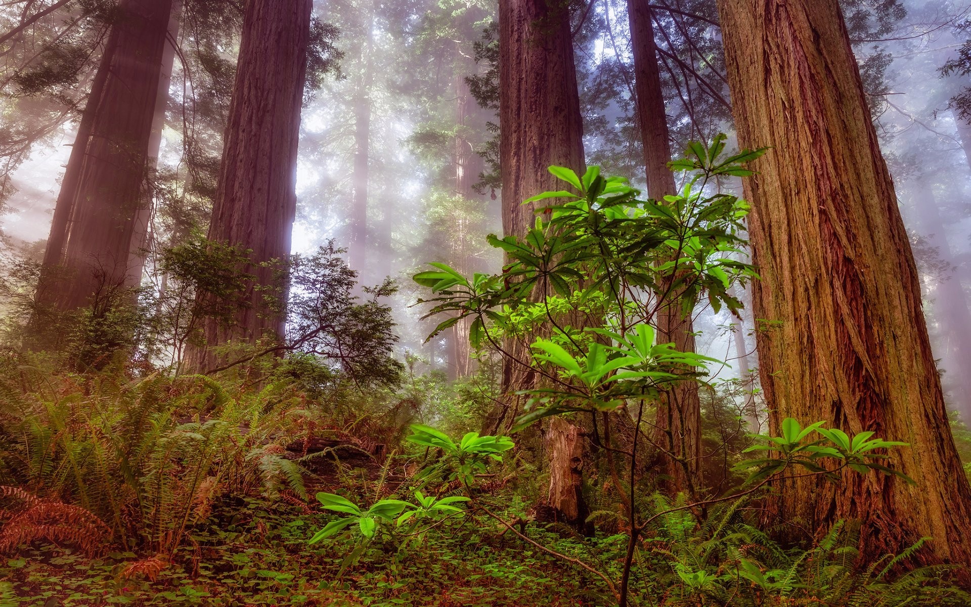 Earth Fern Fog Forest Green Redwood 1920x1200