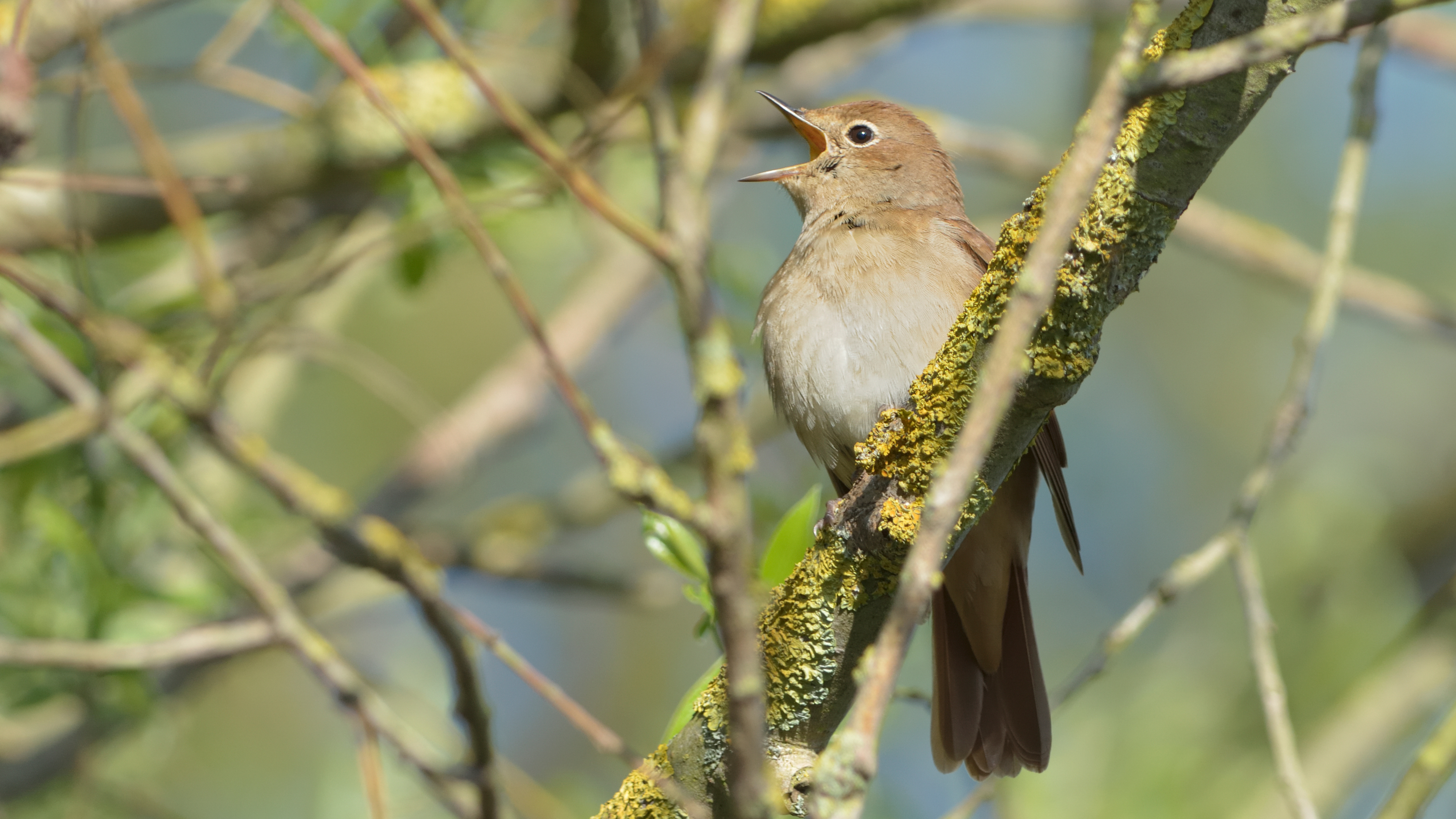 Bird Nightingale Song Songbird 6000x3375