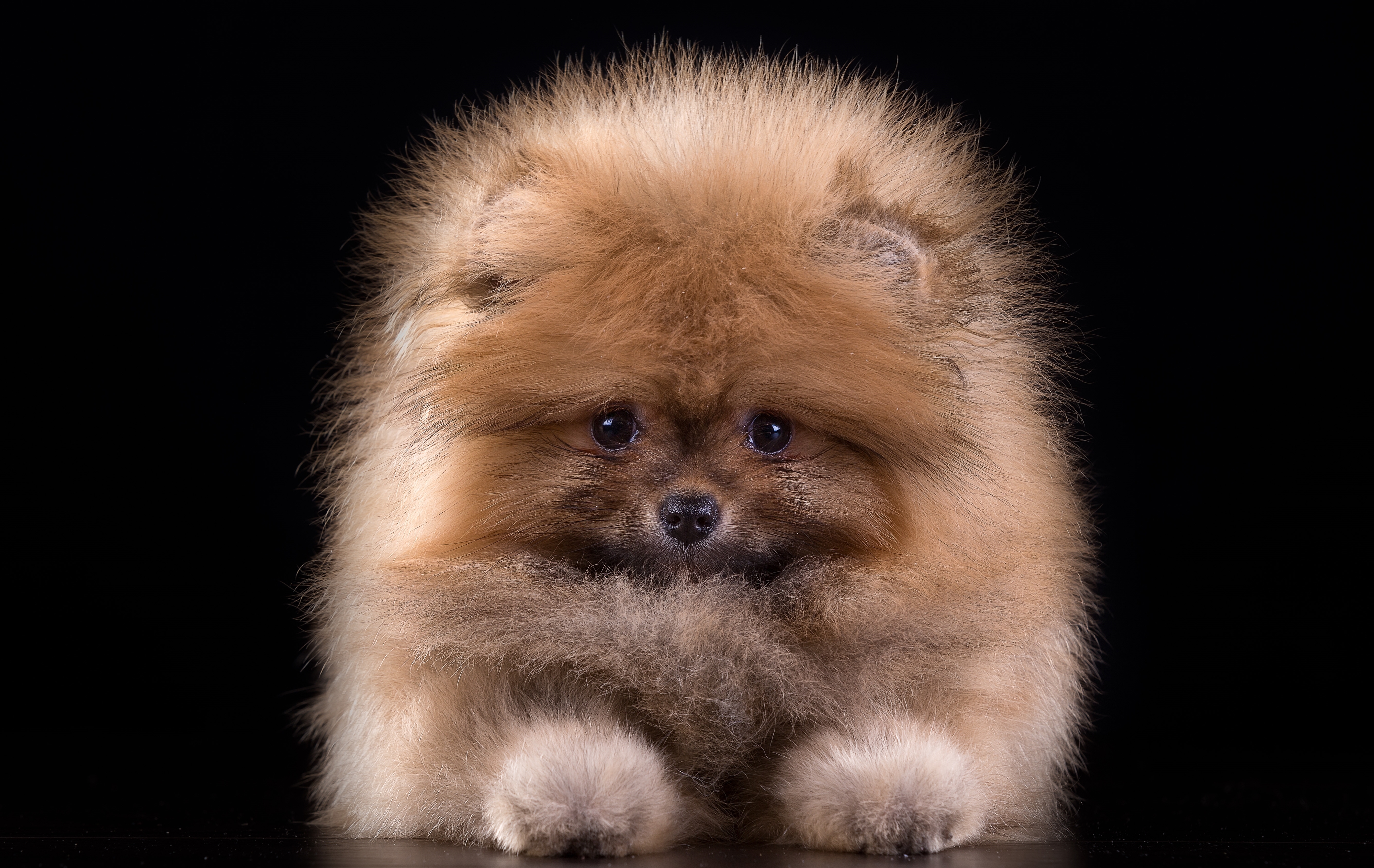 Animal Dog Fluffy Puppy Spitz 4000x2526