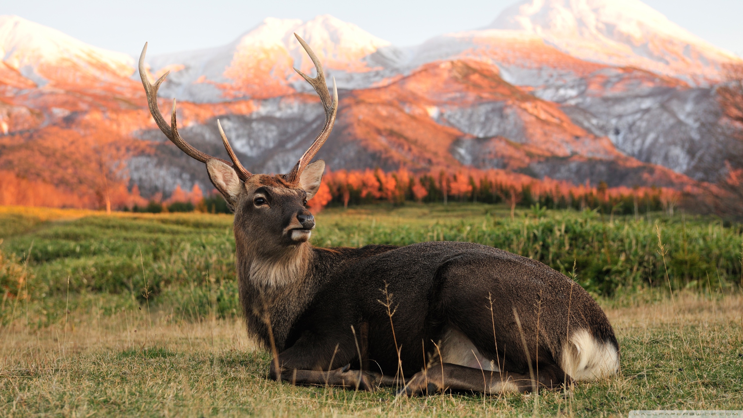 Deer Stag Wildlife 2560x1440