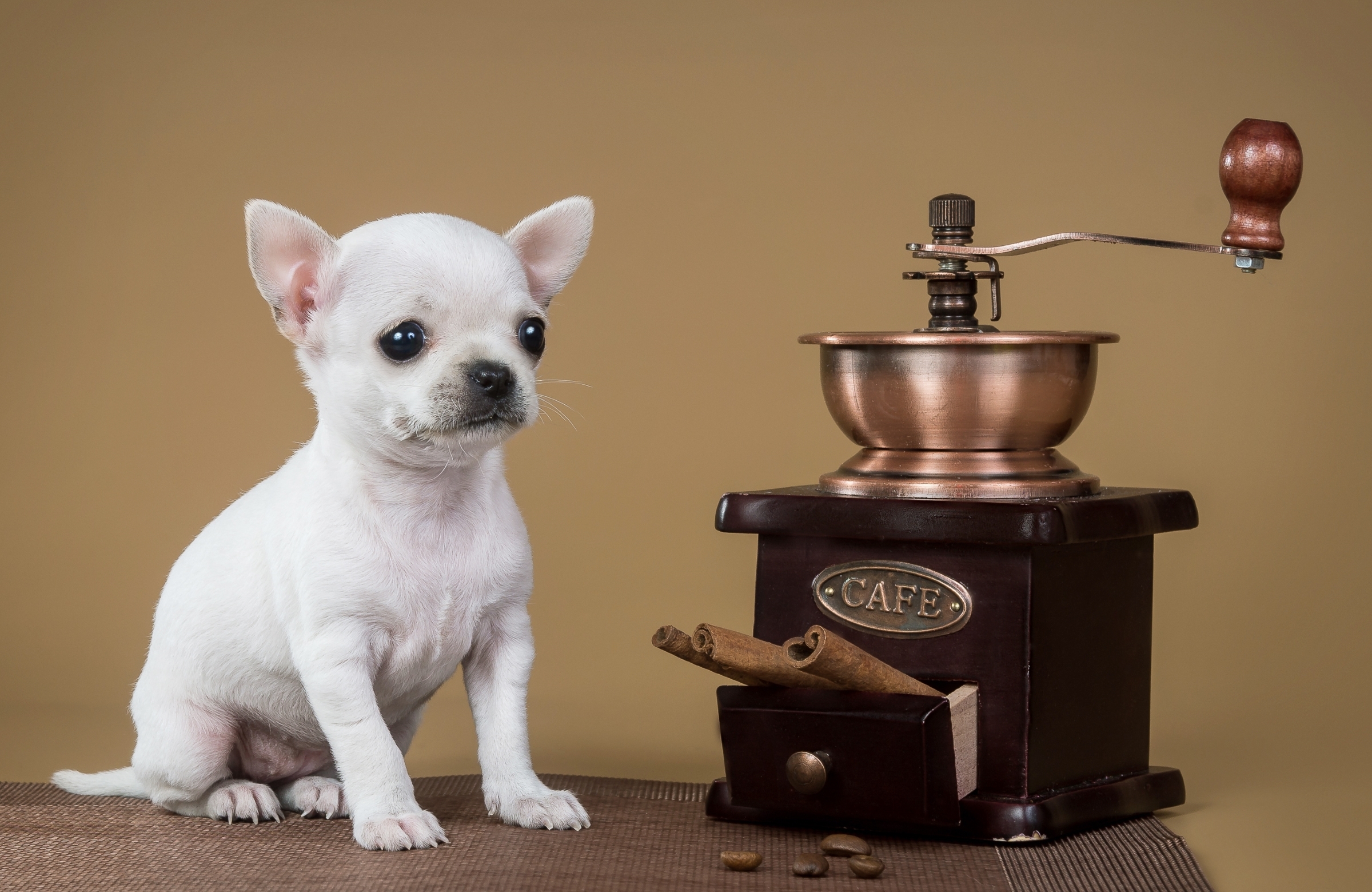 Chihuahua Dog Grinder 2400x1560