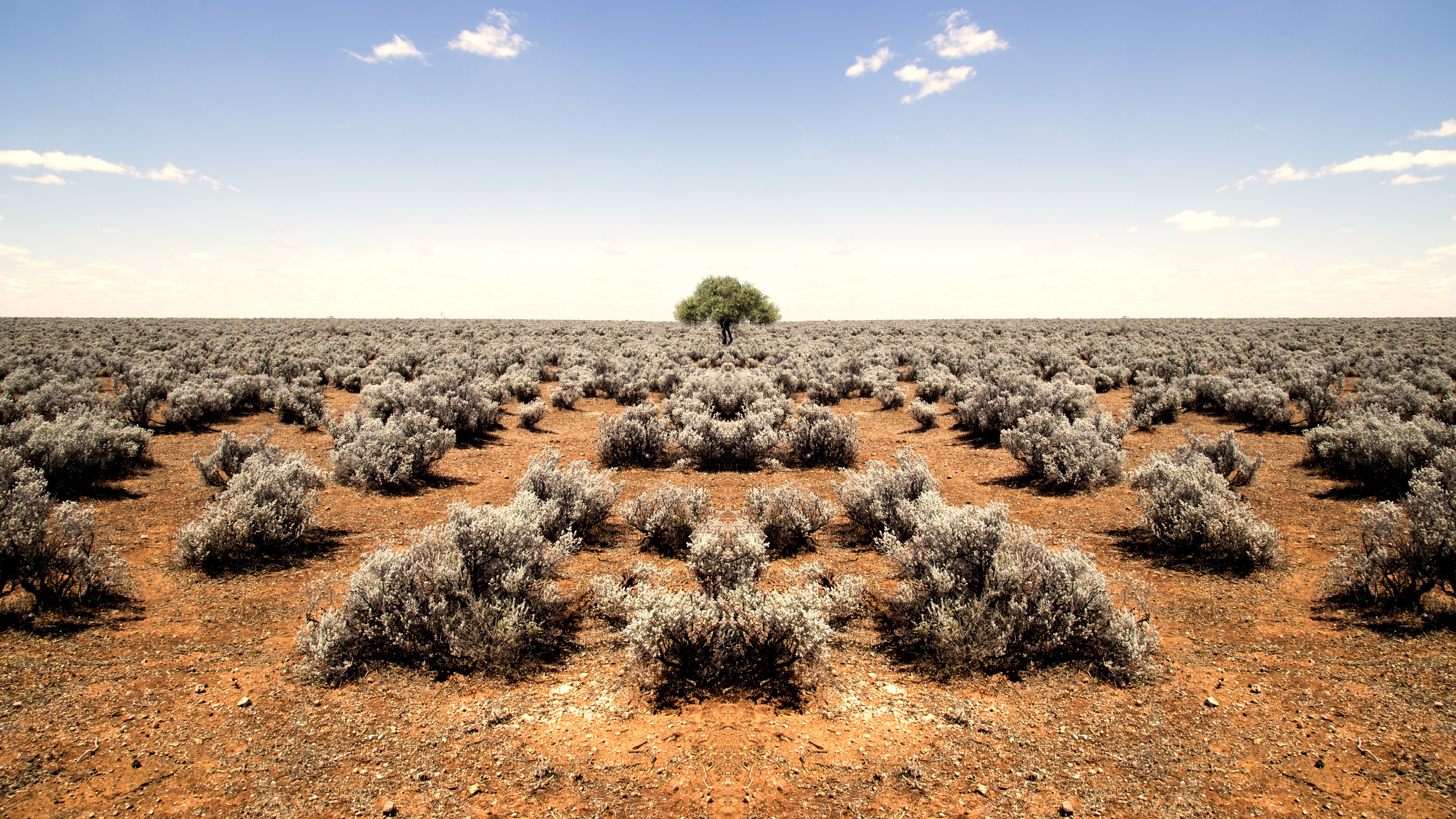 Bush Desert Horizon Landscape Lonely Tree Nature Tree 5472x3078