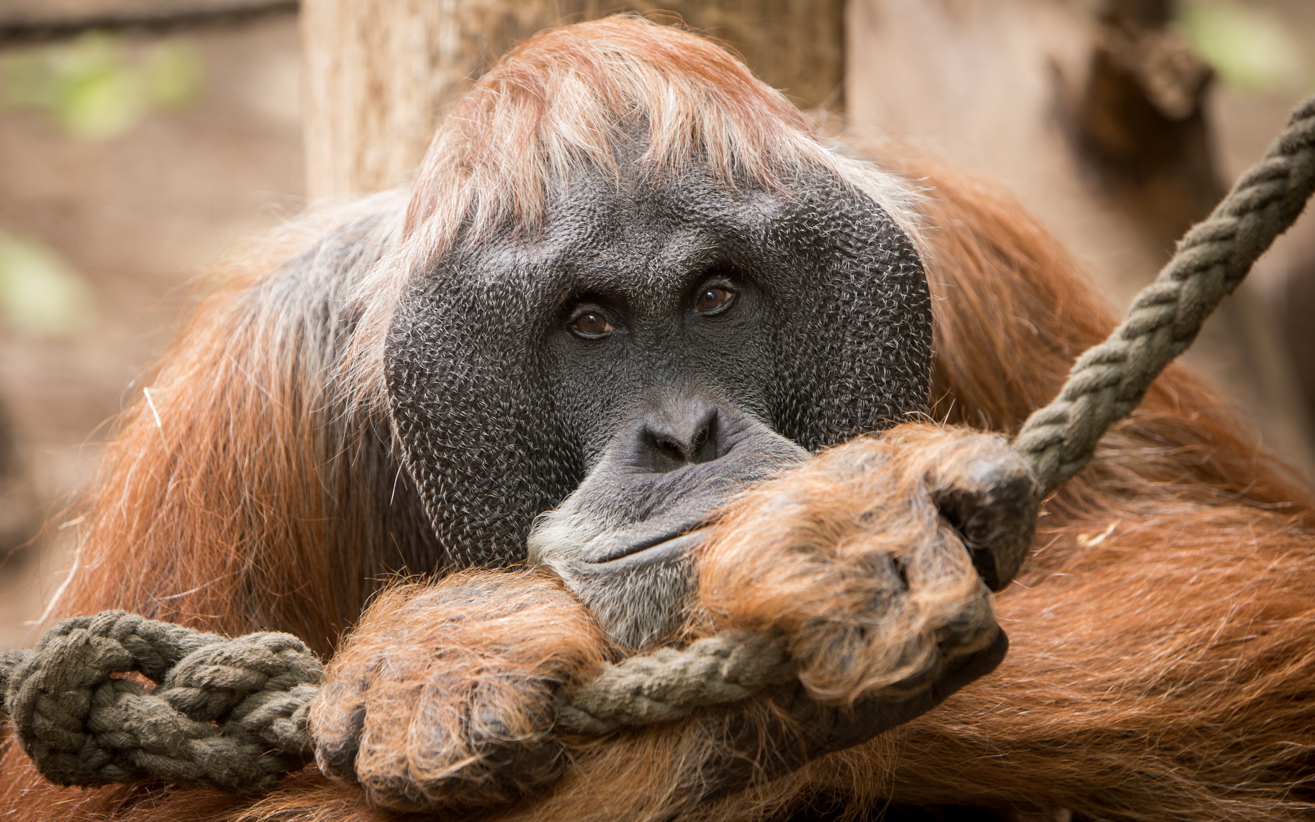 Animal Orangutan 2560x1600