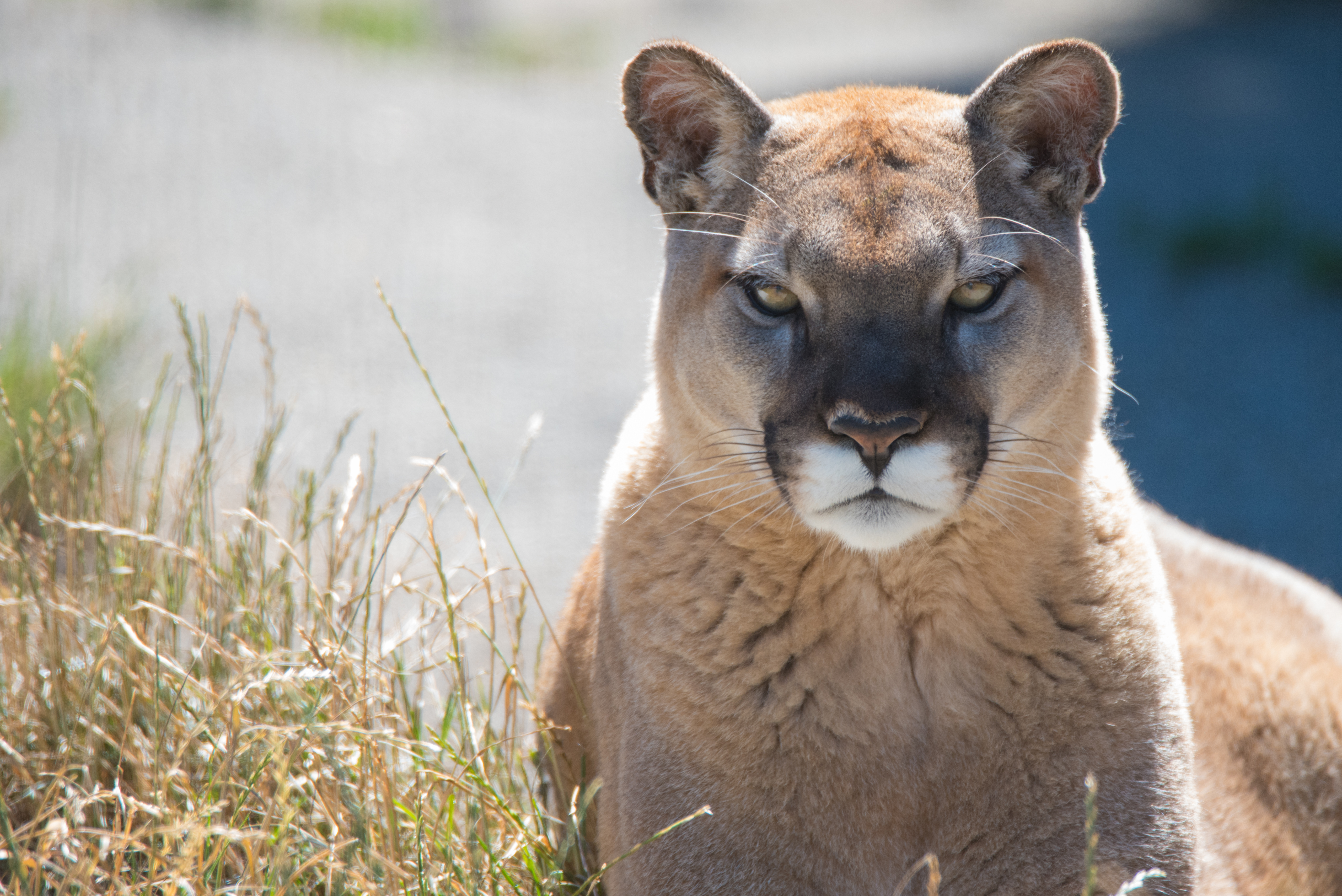 Big Cat Cougar Predator Animal 5118x3417