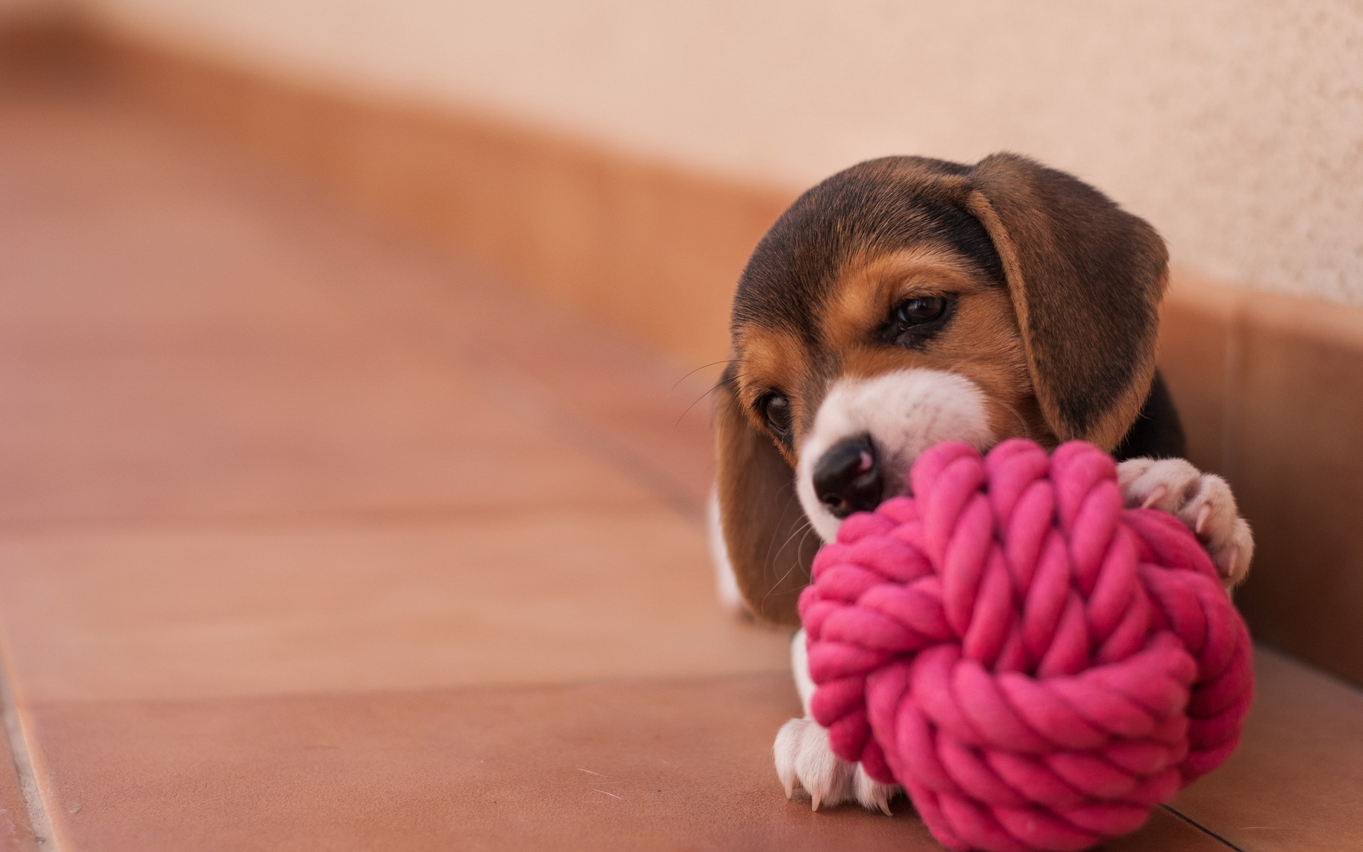 Beagle Bokeh Cute Dog Puppy 1920x1200