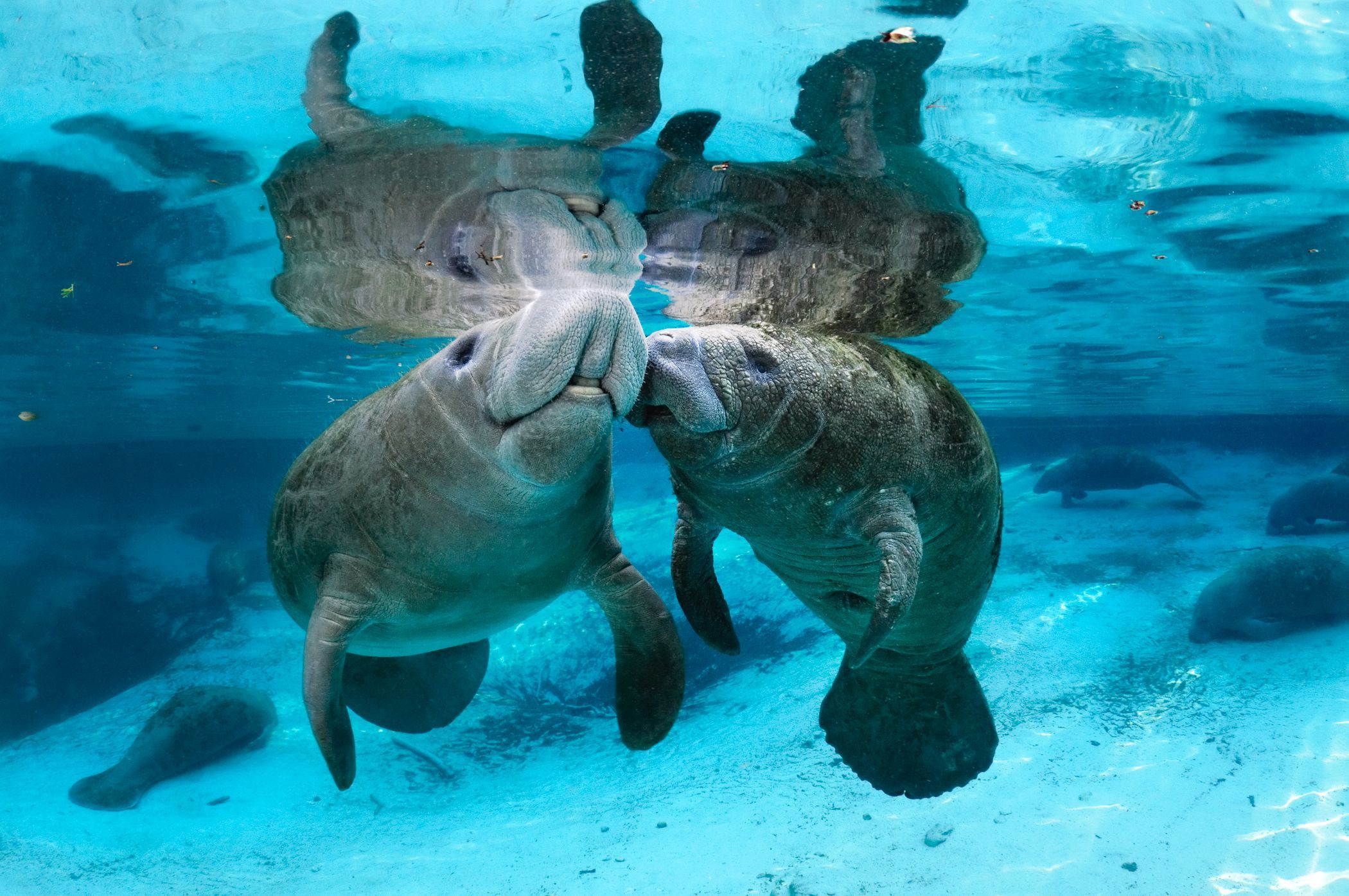 Manatee Sea Life Underwater 2100x1395