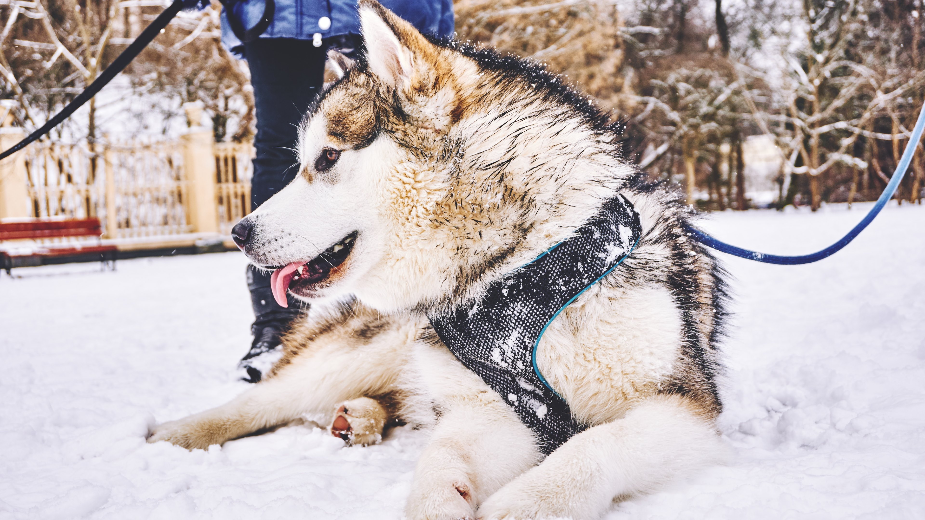 Alaskan Malamute Dog Husky Pet Snow 3840x2160