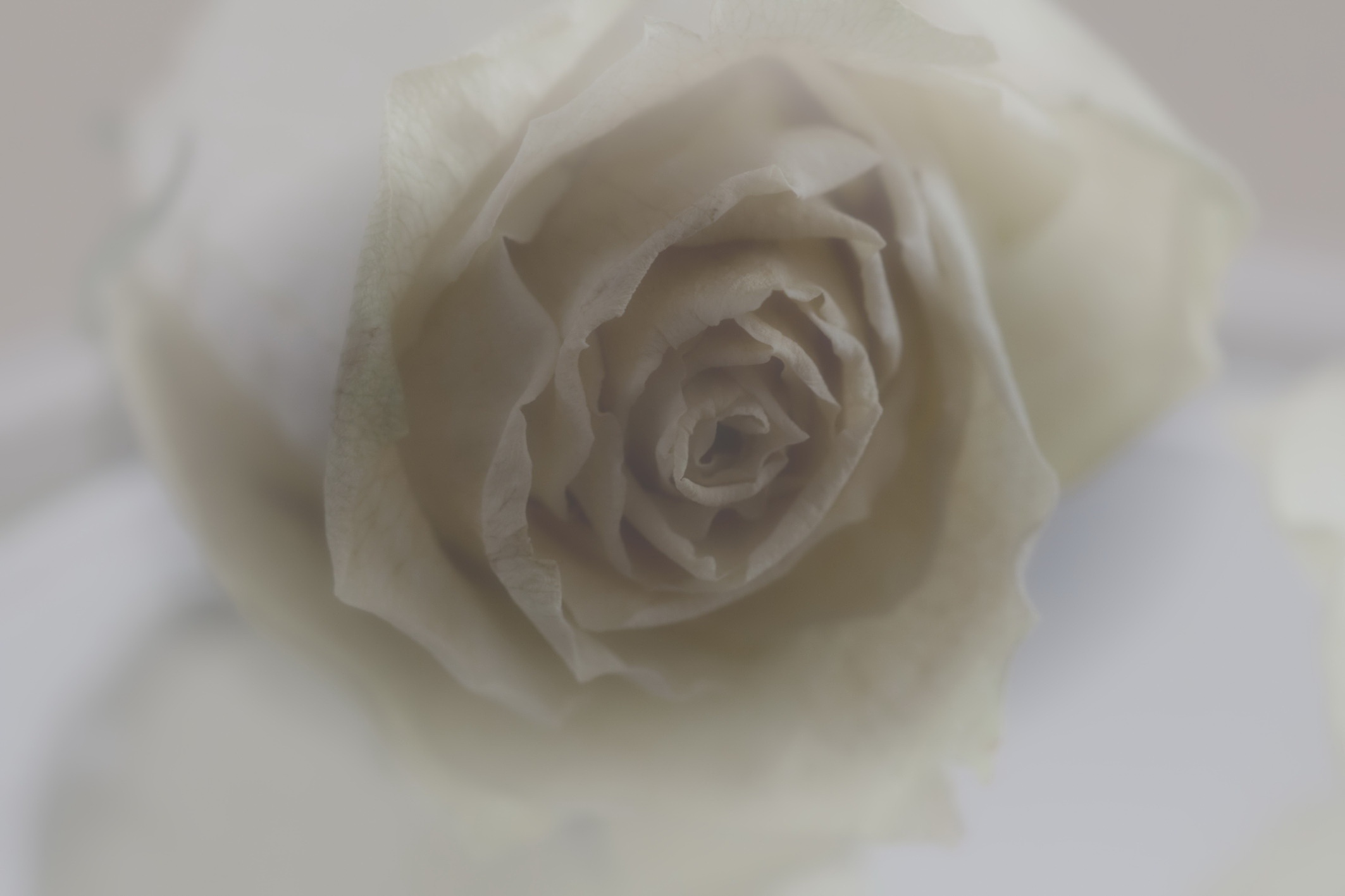 Bud Flower Rose White Flower 2126x1417