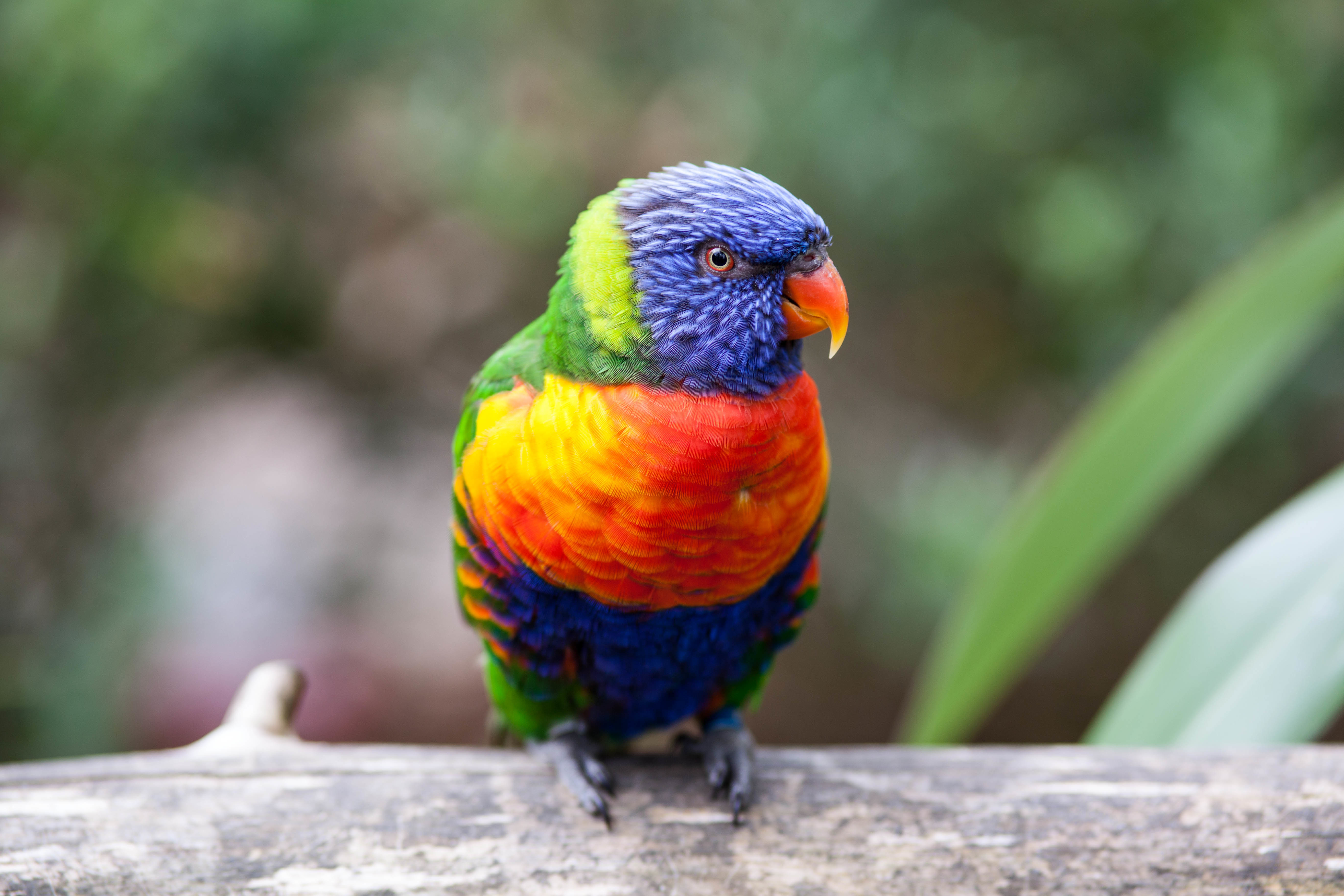 Bird Colorful Parrot 5491x3660