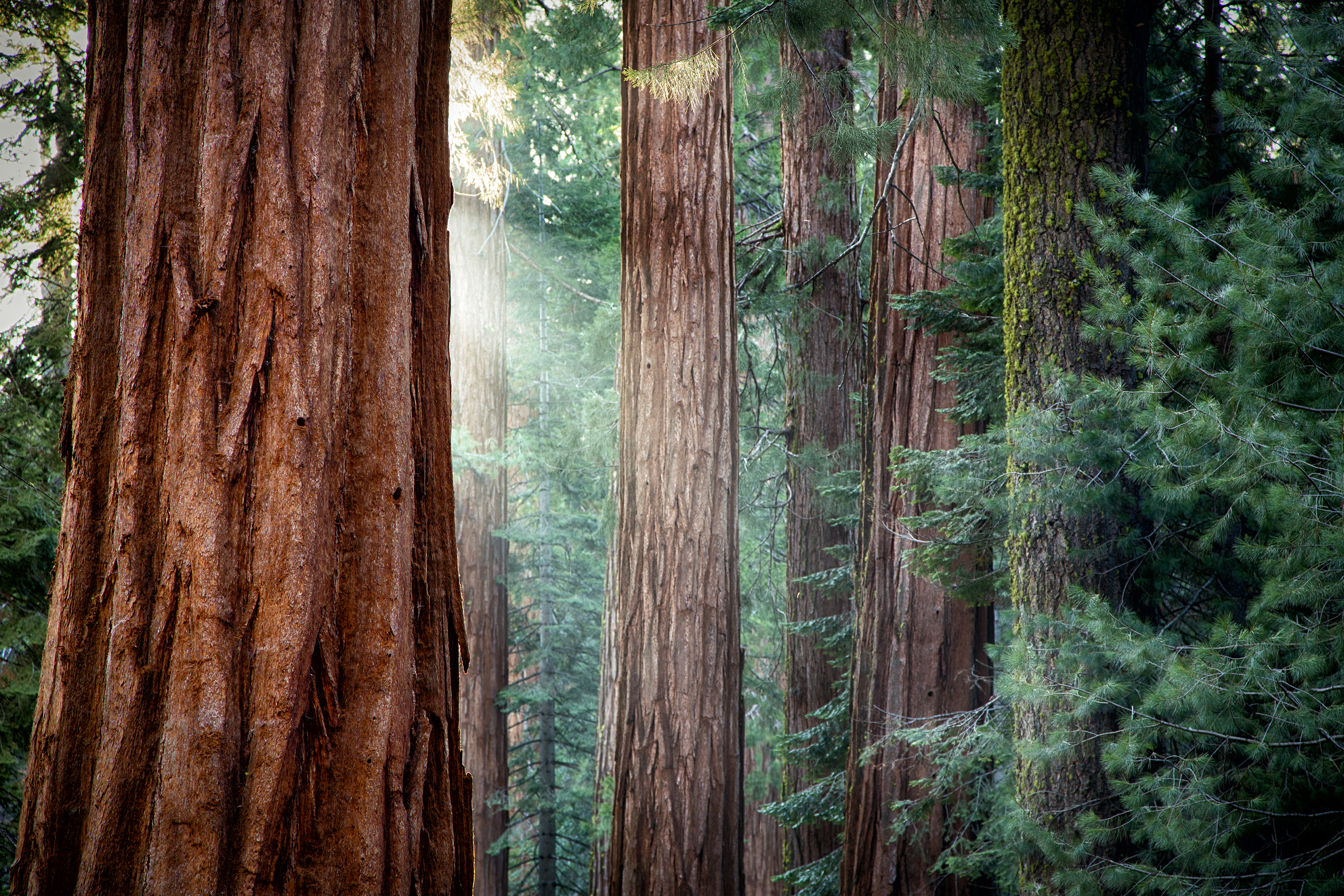 Close Up Earth Forest Redwood Sunbeam Tree 3200x2133