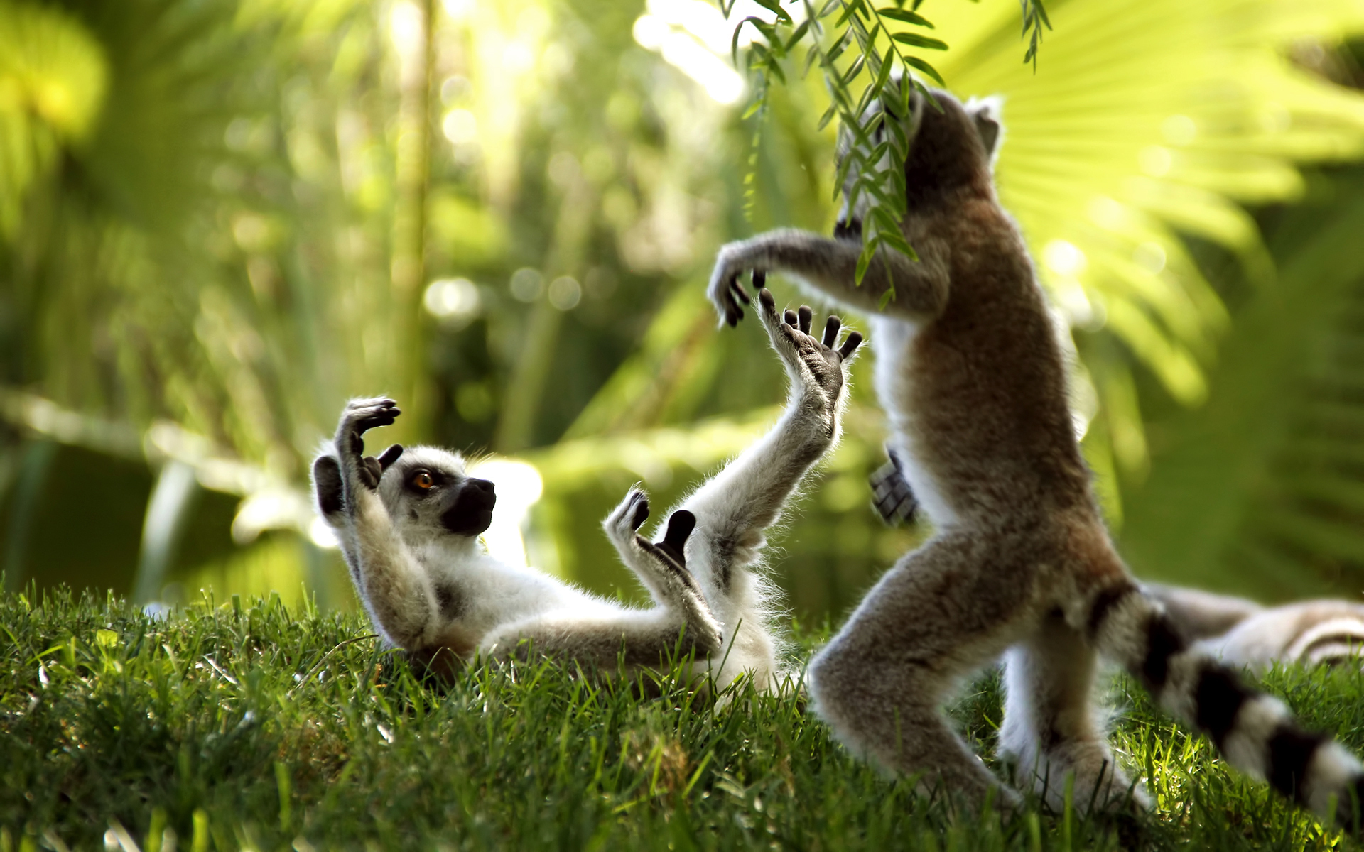 Animal Lemur 1920x1200