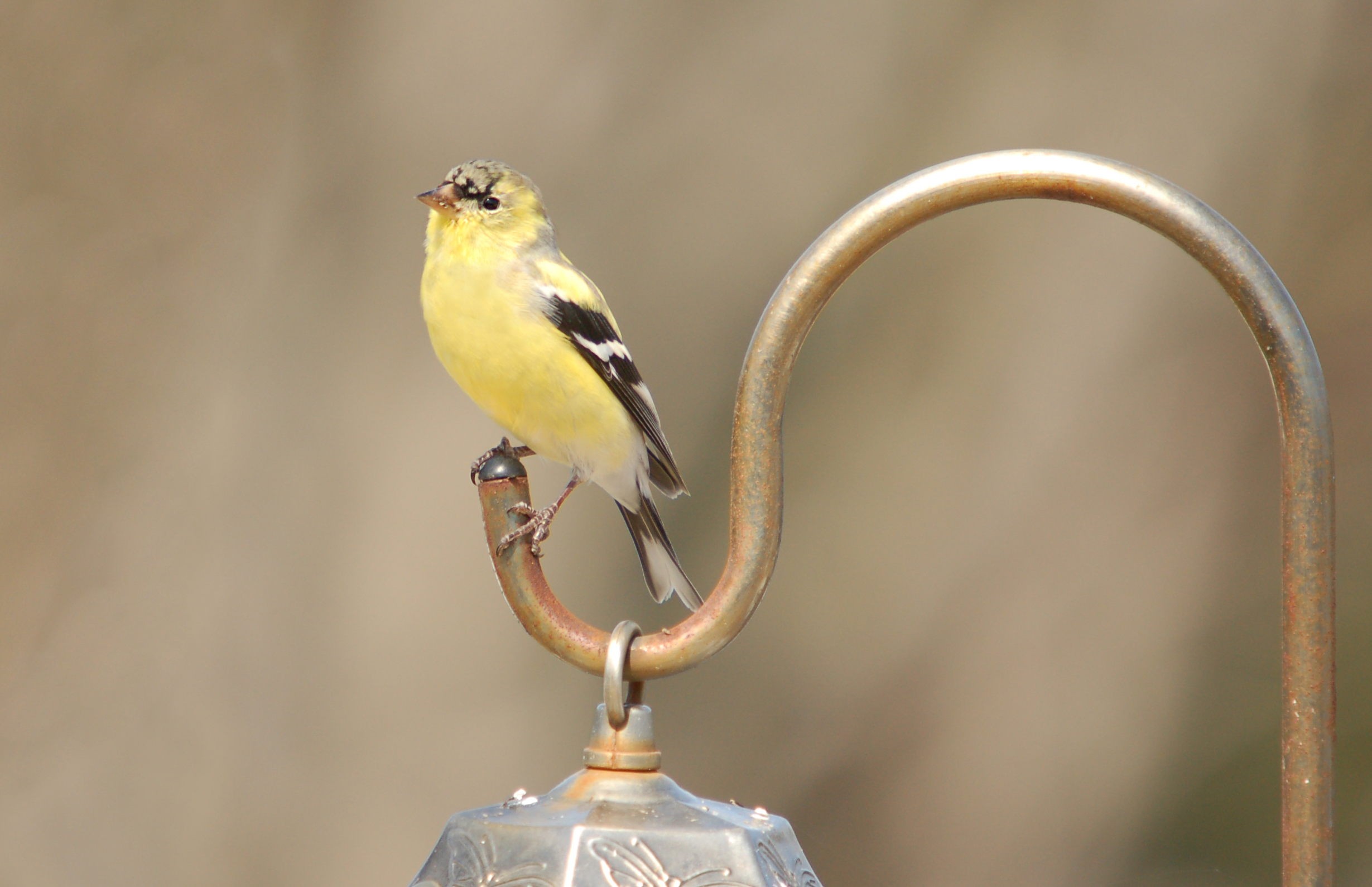 Animal Goldfinch 2459x1589